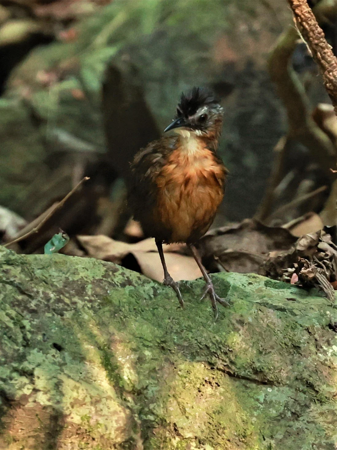 BABBLER - Black-capped babbler (Pellorneum capistratum)KRUNG CHING, KHAO LUANG NATIONAL PARK, THAILAND APRIL 2023 (13).jpg