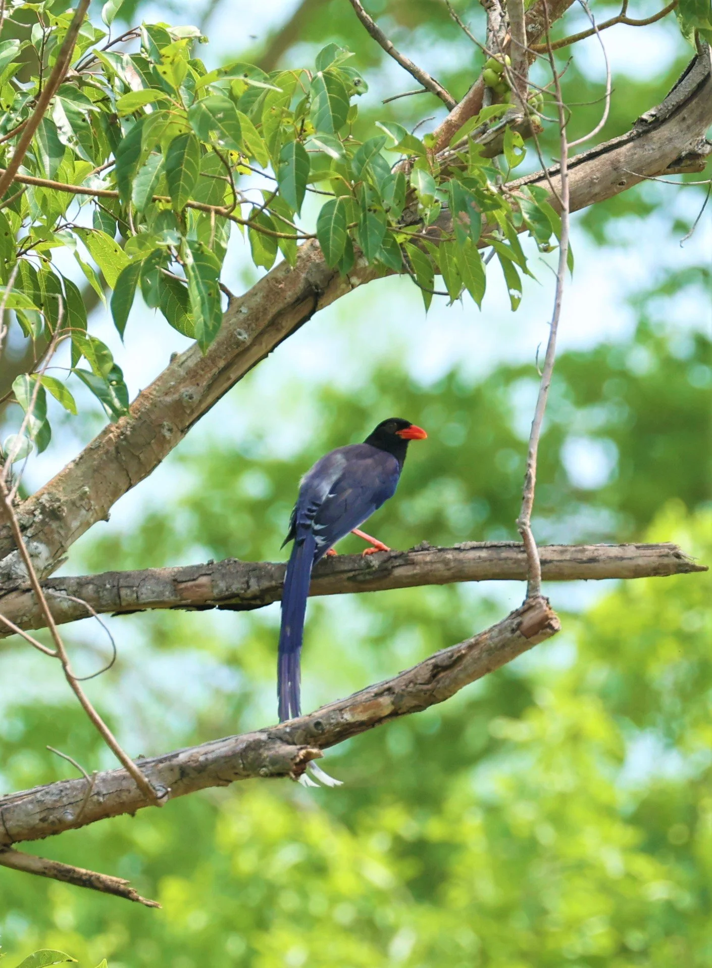MAGPIE - BLUE MAGPIE - Urocissa erythrorhyncha - HUAI KHA KHAENG WILDLIFE SANCTUARY MAY 1 2022 (3).jpg
