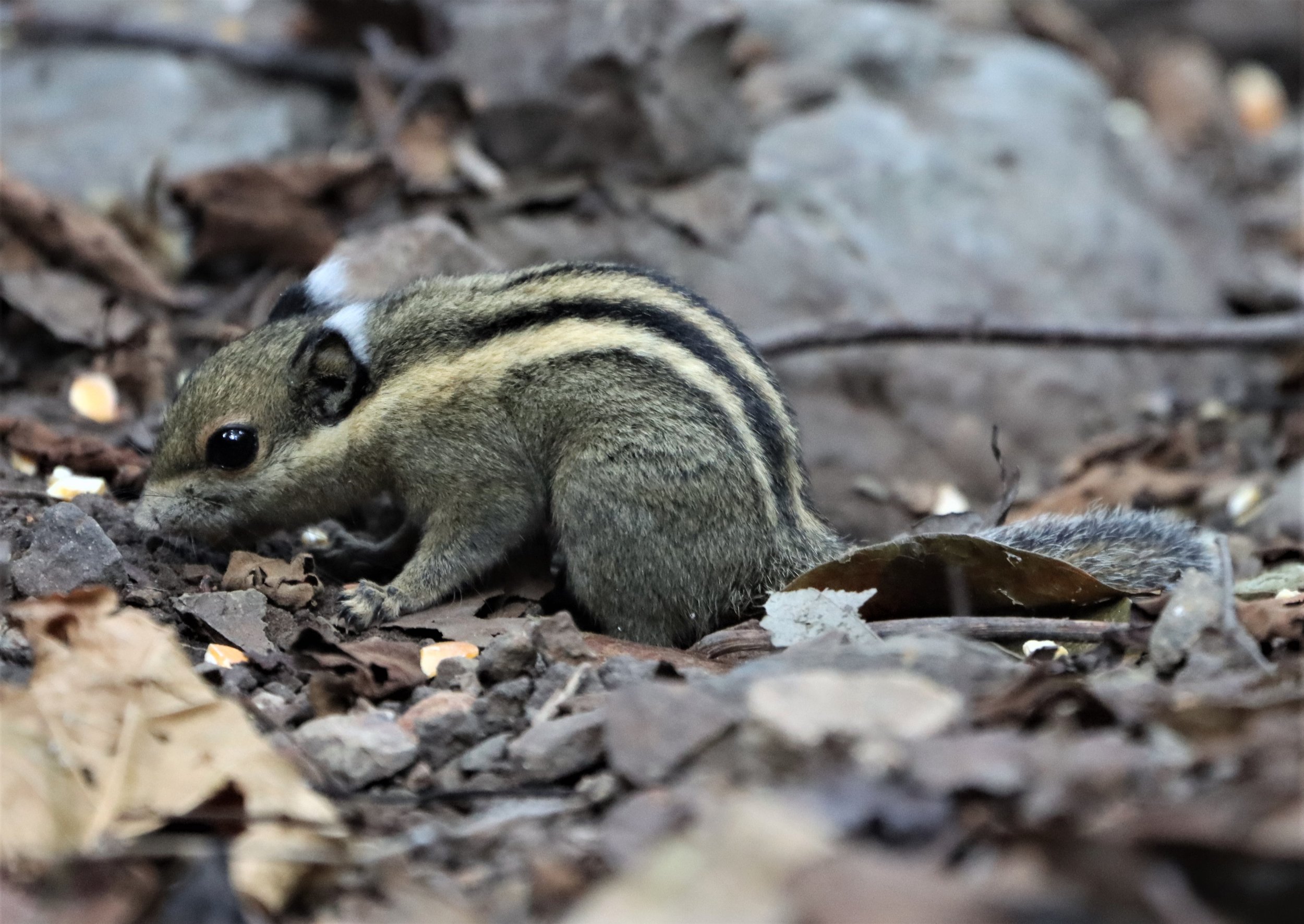 Tamiops mcclellandii - WESTERN (BURMESE) STRIPED SQUIRREL - NEUNG HIDE KAENG KRACHAN (6).jpg