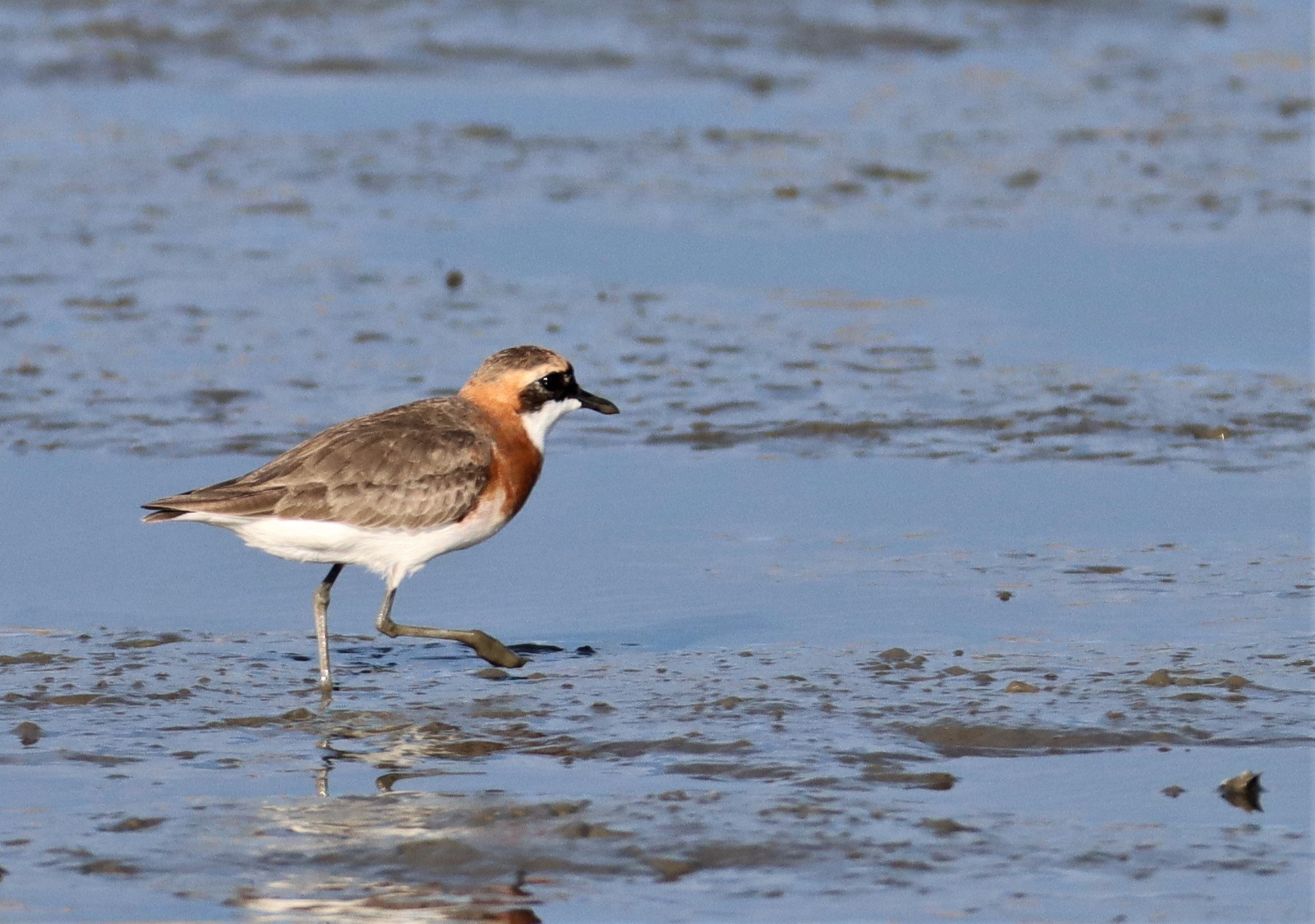 PLOVER - GREATER SAND-PLOVER -Charadrius leschenaultii - Mangrove Forest Research Center Samut Sakorn.jpg