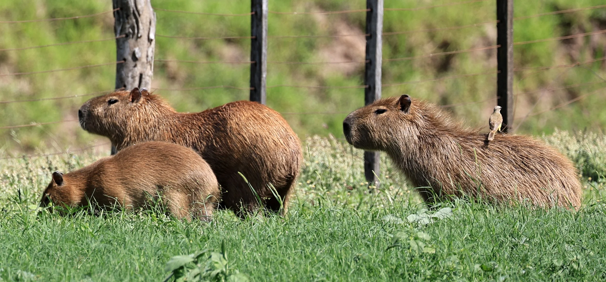 Capybara (Hydrochoerus hydrochaeris) Loma Plata Paraguay - Brunnen Strasse (9).jpg