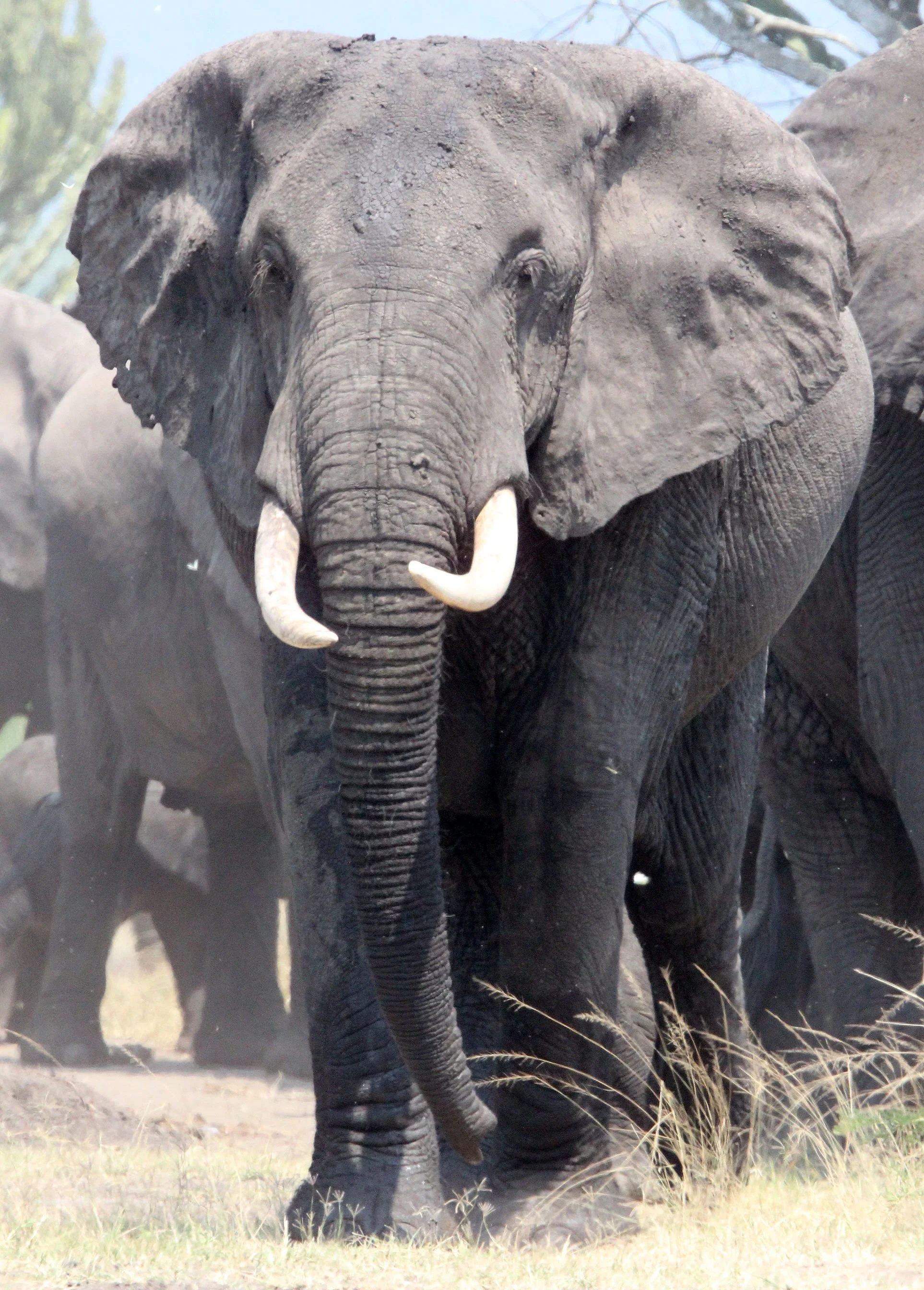 ELEPHANT - QUEEN ELIZABETH NATIONAL PARK UGANDA (41).JPG