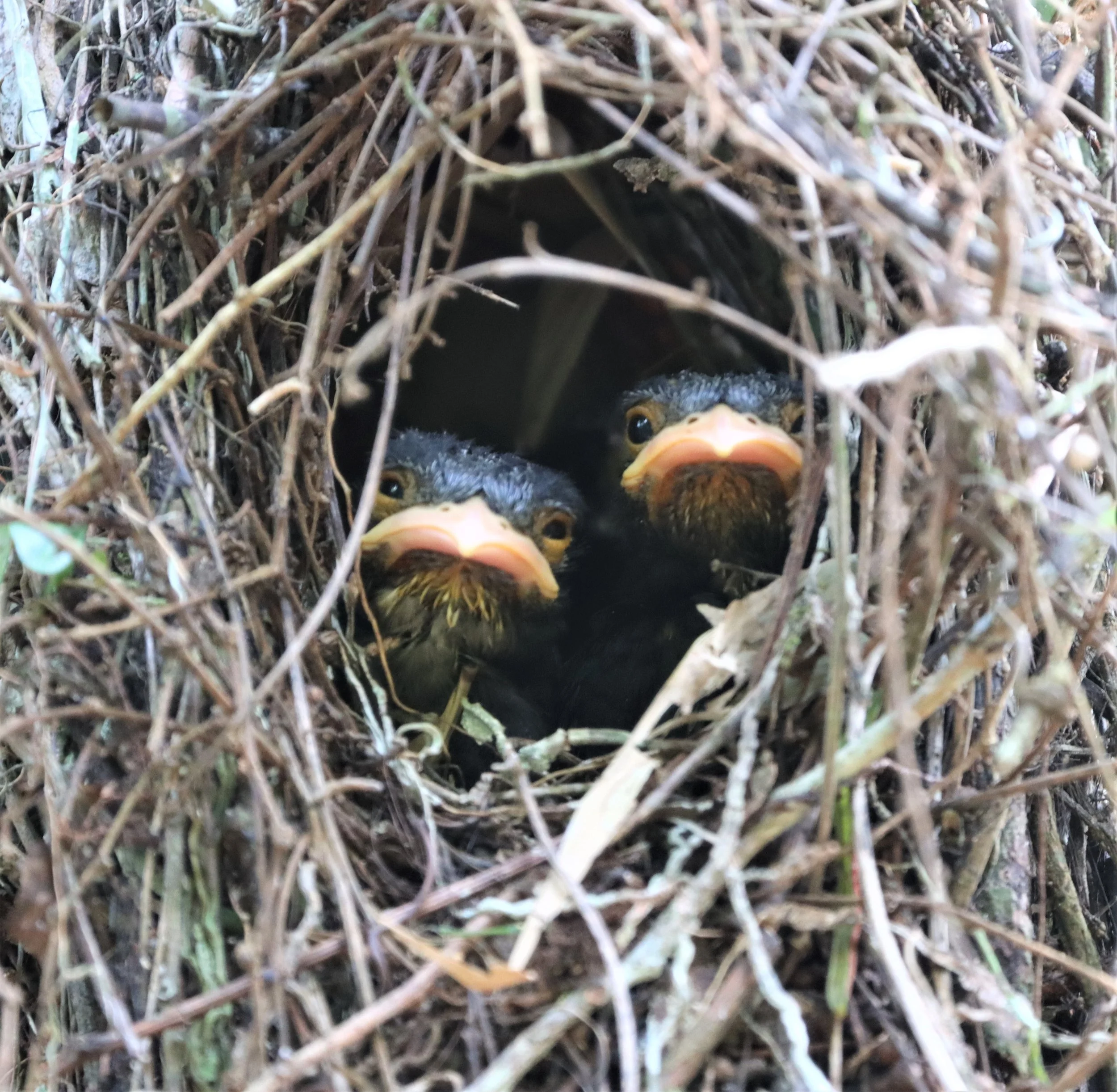 Dusky Broadbill (Corydon sumatranus) chicks