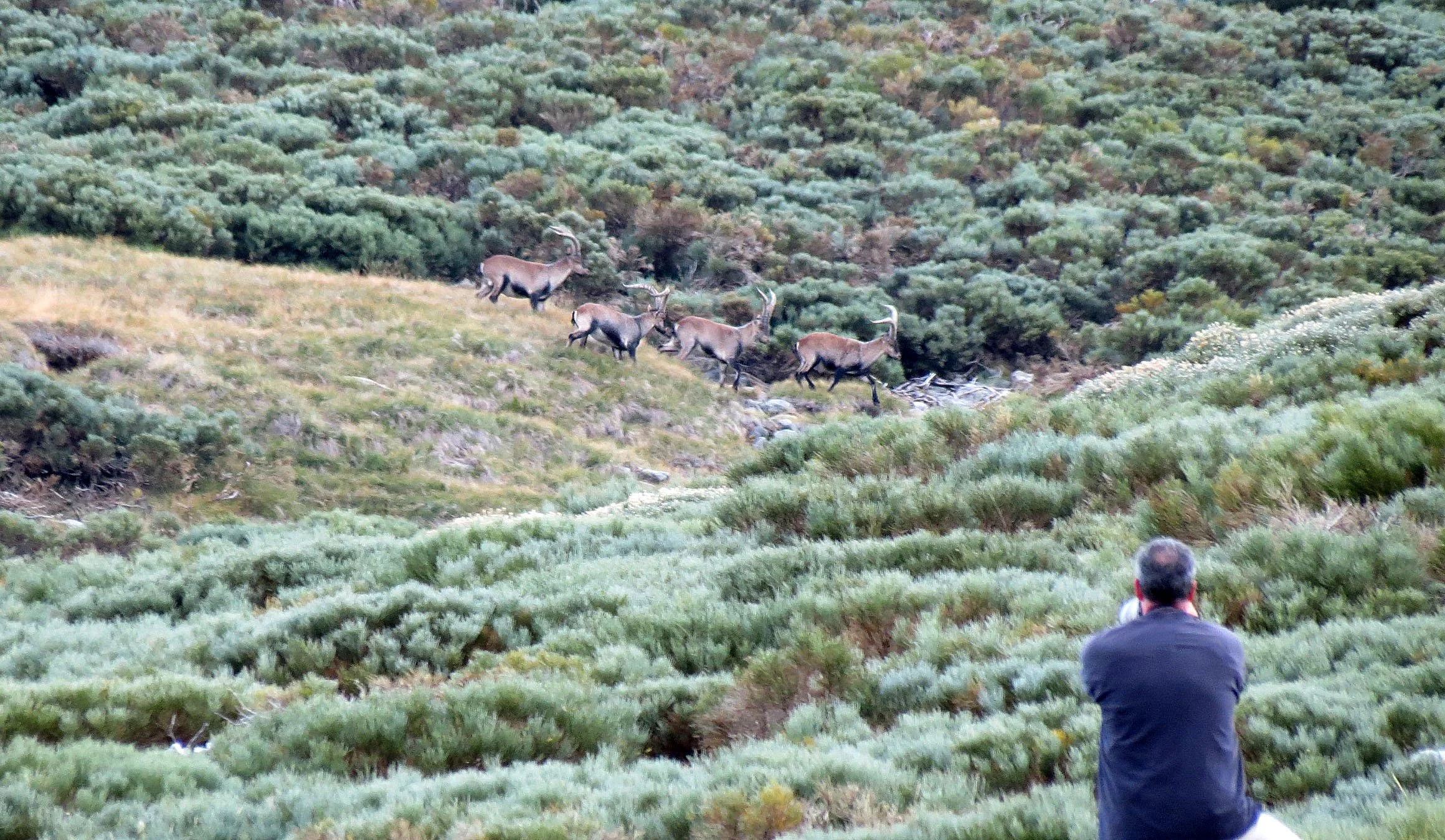 SIERRA DE GREDOS NATIONAL PARK AND AREA SPAIN (9).JPG