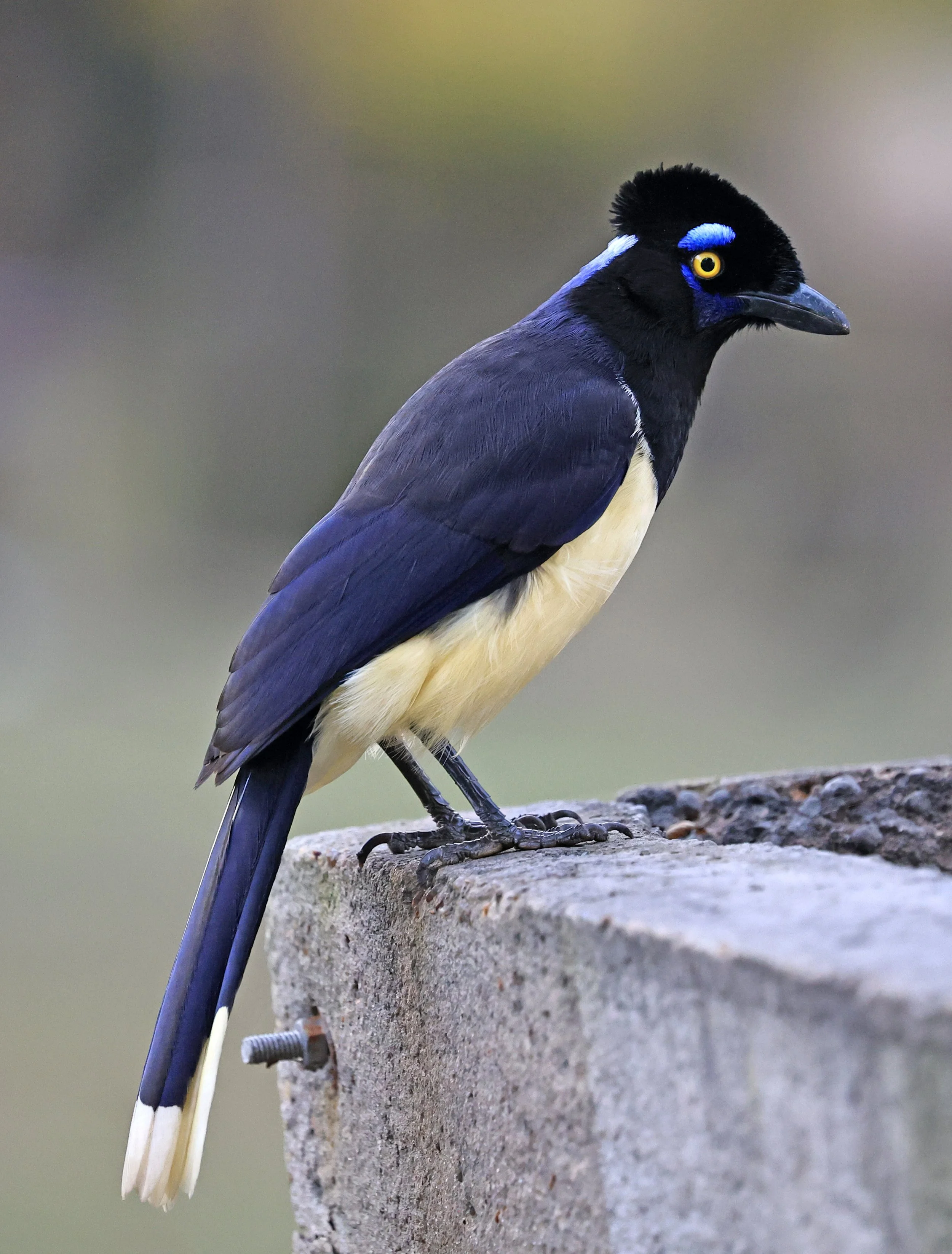 Plush-crested Jay (Cyanocorax chrysops) El Palmar National Park, Entre Rios, Argentina (20).jpg