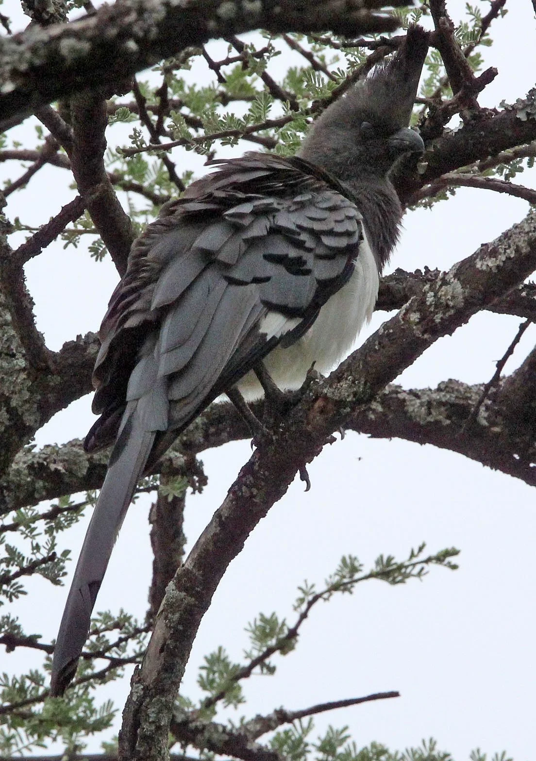 White-bellied Go-away-bird (Crinifer leucogaster) Abiata-Shalla NP Ethiopia (1).JPG