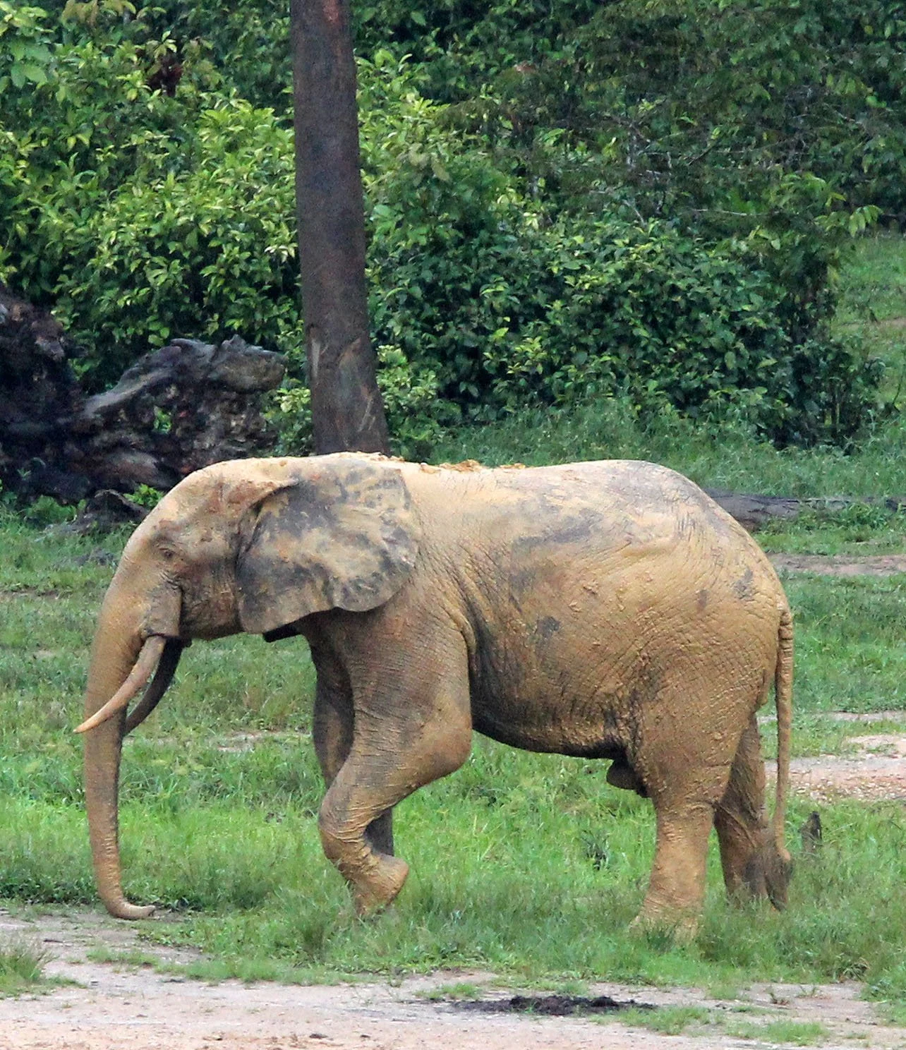 ELEPHANT - FOREST ELEPHANT - DZANGA BAI - DZANGA NDOKI NP CENTRAL AFRICAN REPUBLIC (76).JPG