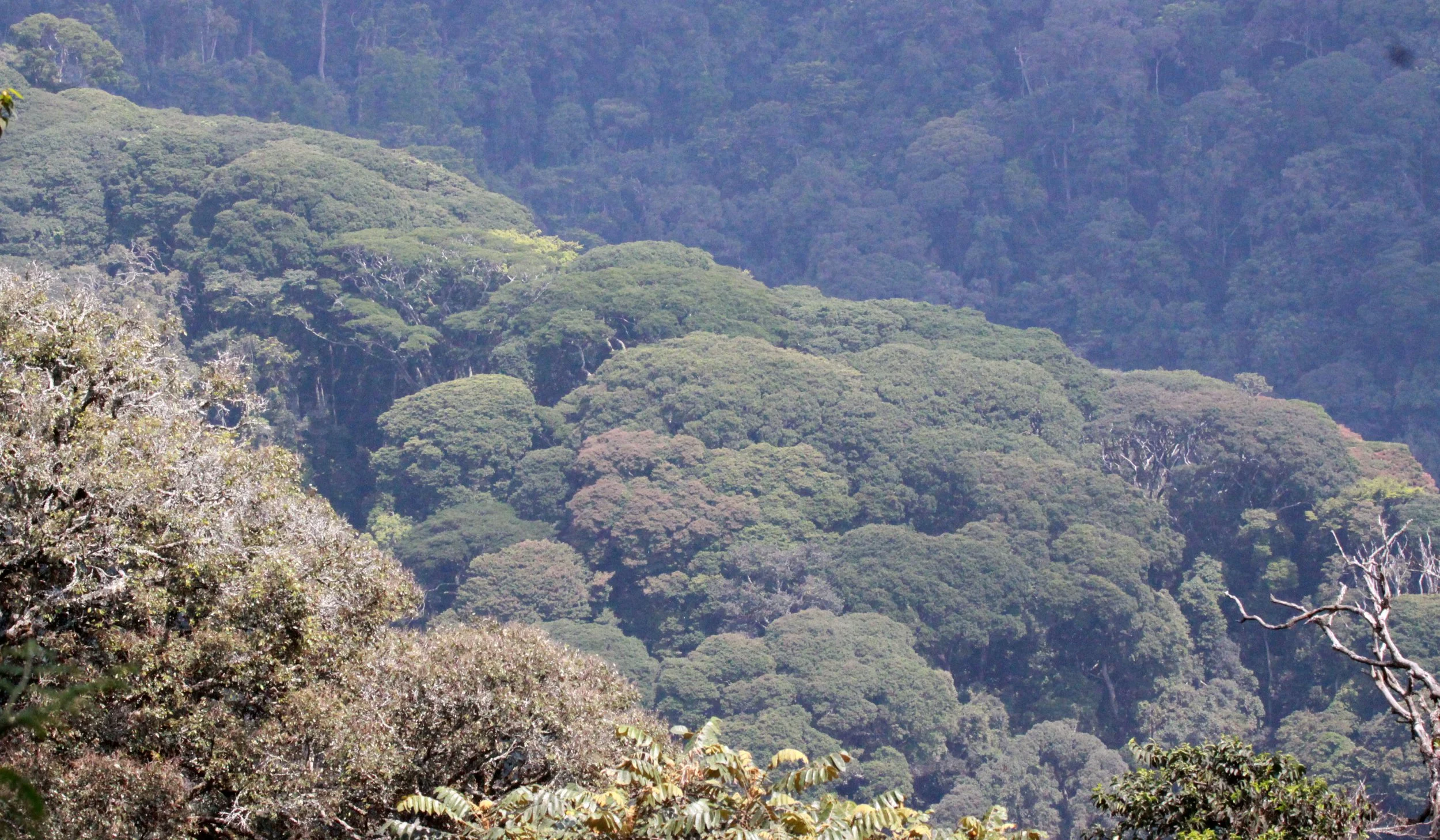 NYUNGWE NATIONAL PARK RWANDA (529).JPG