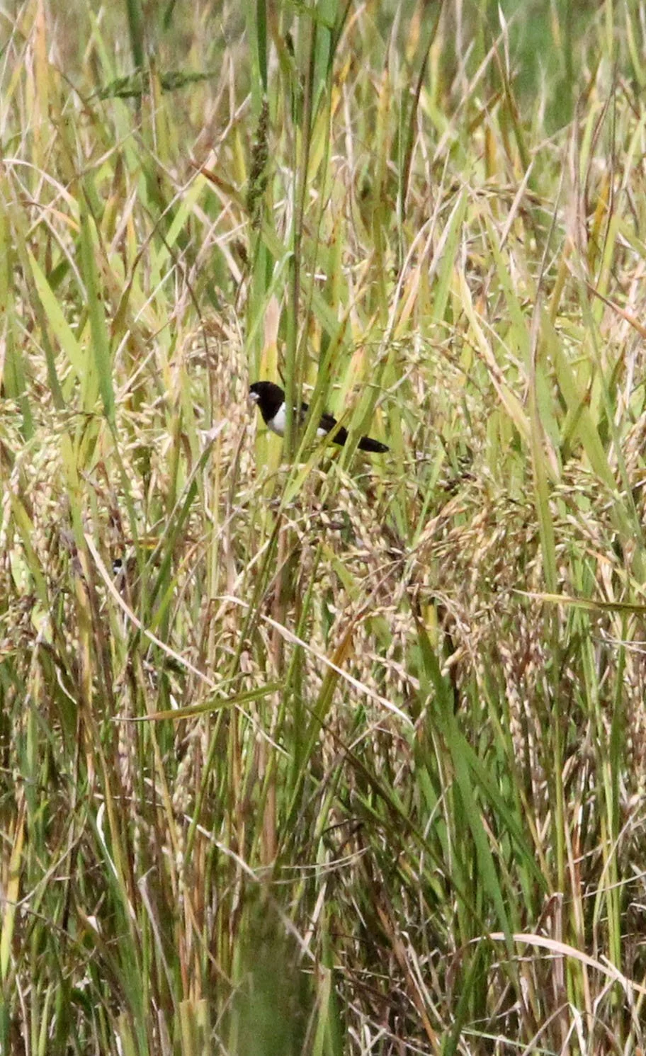 Javan Munia (Lonchura leucogastroides) Halimun NP Java Indonesia