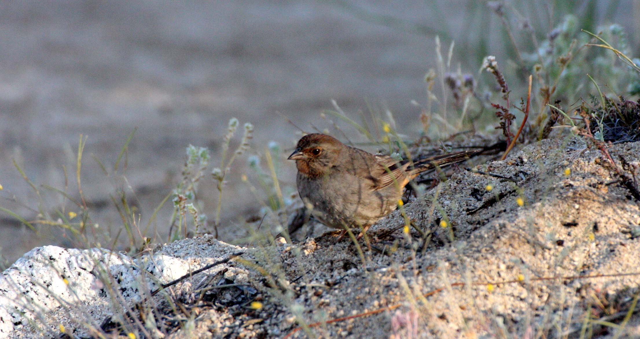 California Towhee (Pipilo crissalis) Catavina Desert Baja Mexico (10).JPG