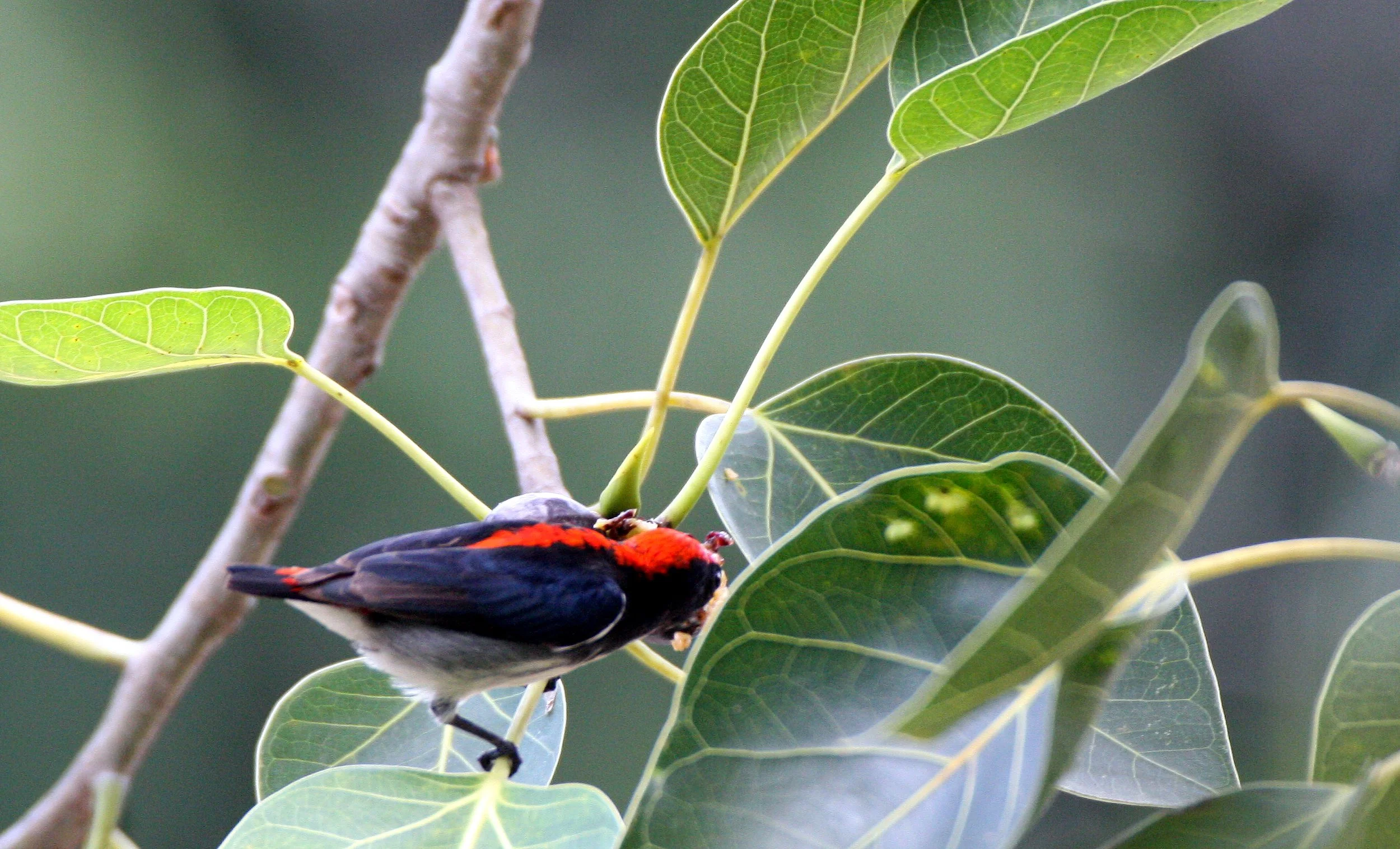 FLOWERPECKER - SCARLET-BACKED FLOWERPECKER - Dicaeum cruentatum - KOH LANTA THAILAND (7).JPG