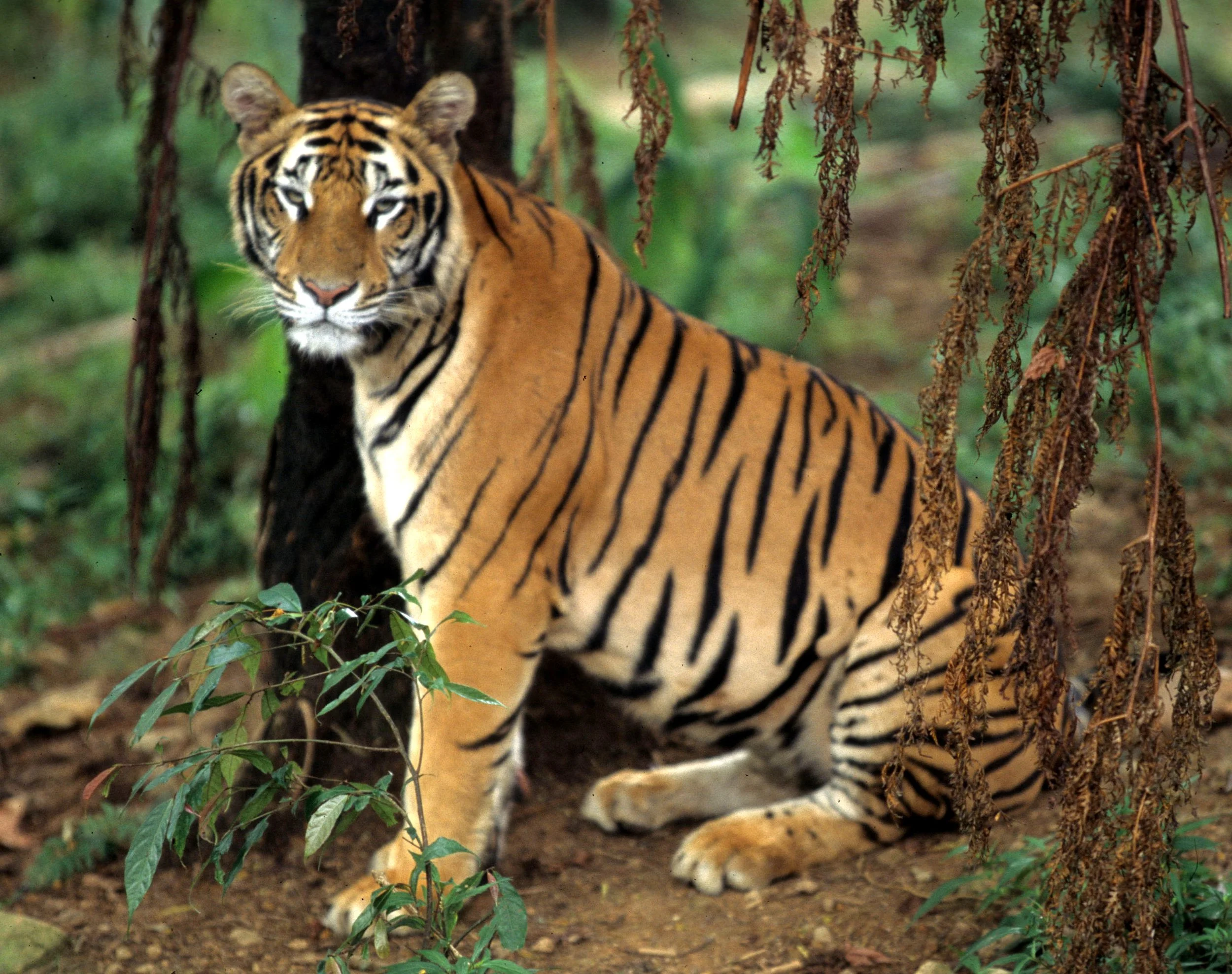 TIGER - CHITWAN (5).jpg