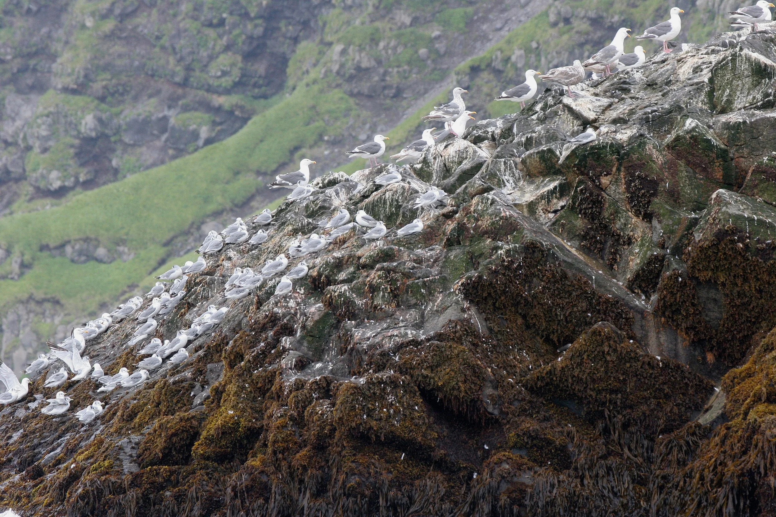BIRD - GULL - SLATY-BACKED ROOKERY WITH BLACK-LEGGED KITTIWAKES - KURIL ISLANDS RUISSA (6).jpg
