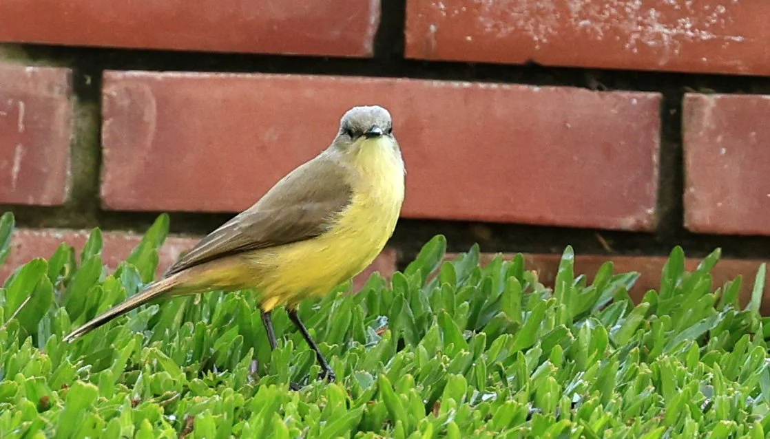 Cattle Tyrant (Machetornis rixosa) La Plata Paraguay