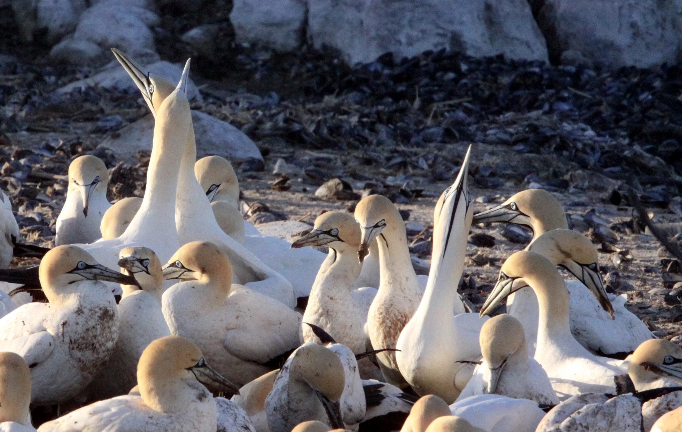 Cape gannet (Morus capensis) Lambert's Bay South Africa (85).JPG