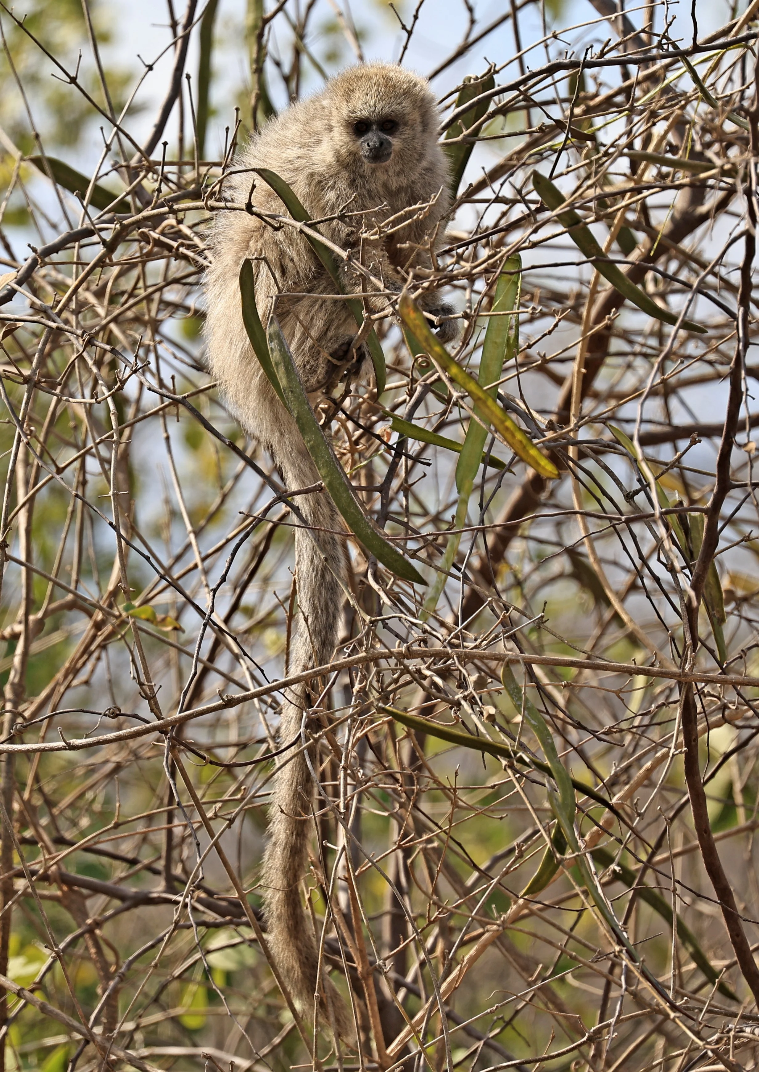 Chacoan Titi (Plecturocebus pallescens) Agua Dulce Paraguay (17).jpg