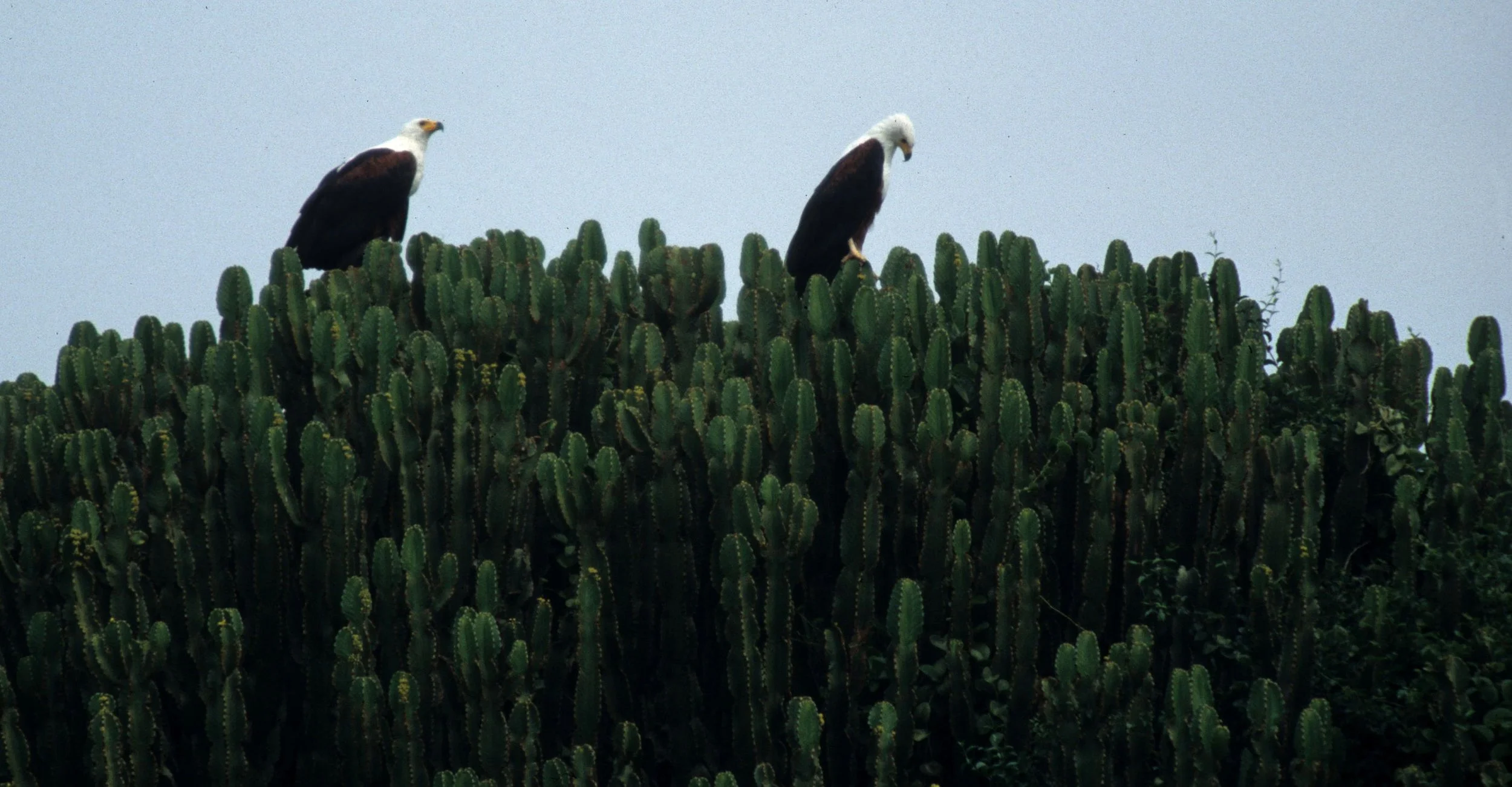 Haliaeetus vocifer - AFRICAN FISH EAGLE - KENYA scanned slides (9).jpg