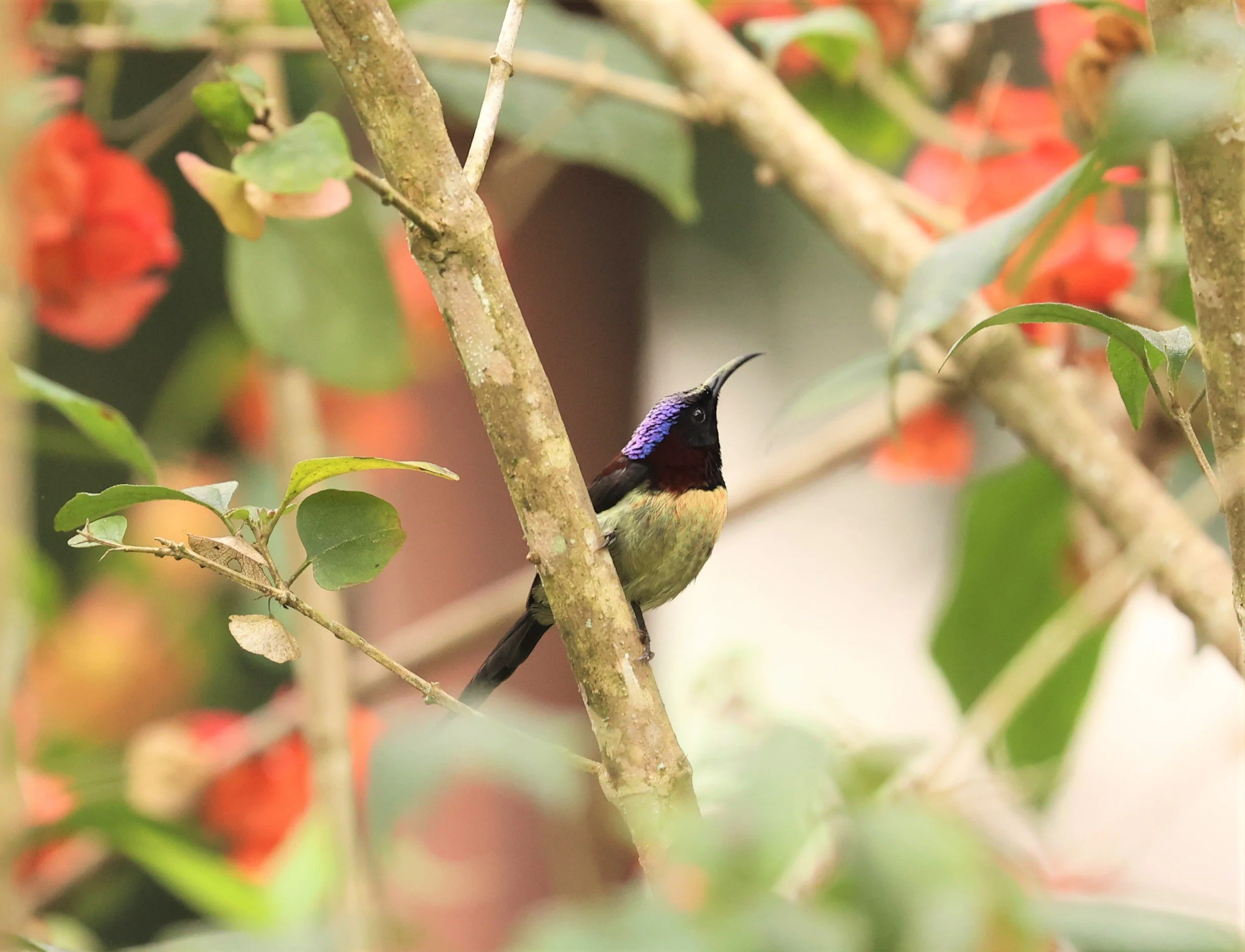 SUNBIRD - BLACK-THROATED SUNBIRD - Aethopyga saturata - DOI INTHANON NP CHIANG MAI, DEC 2021 (1).jpg