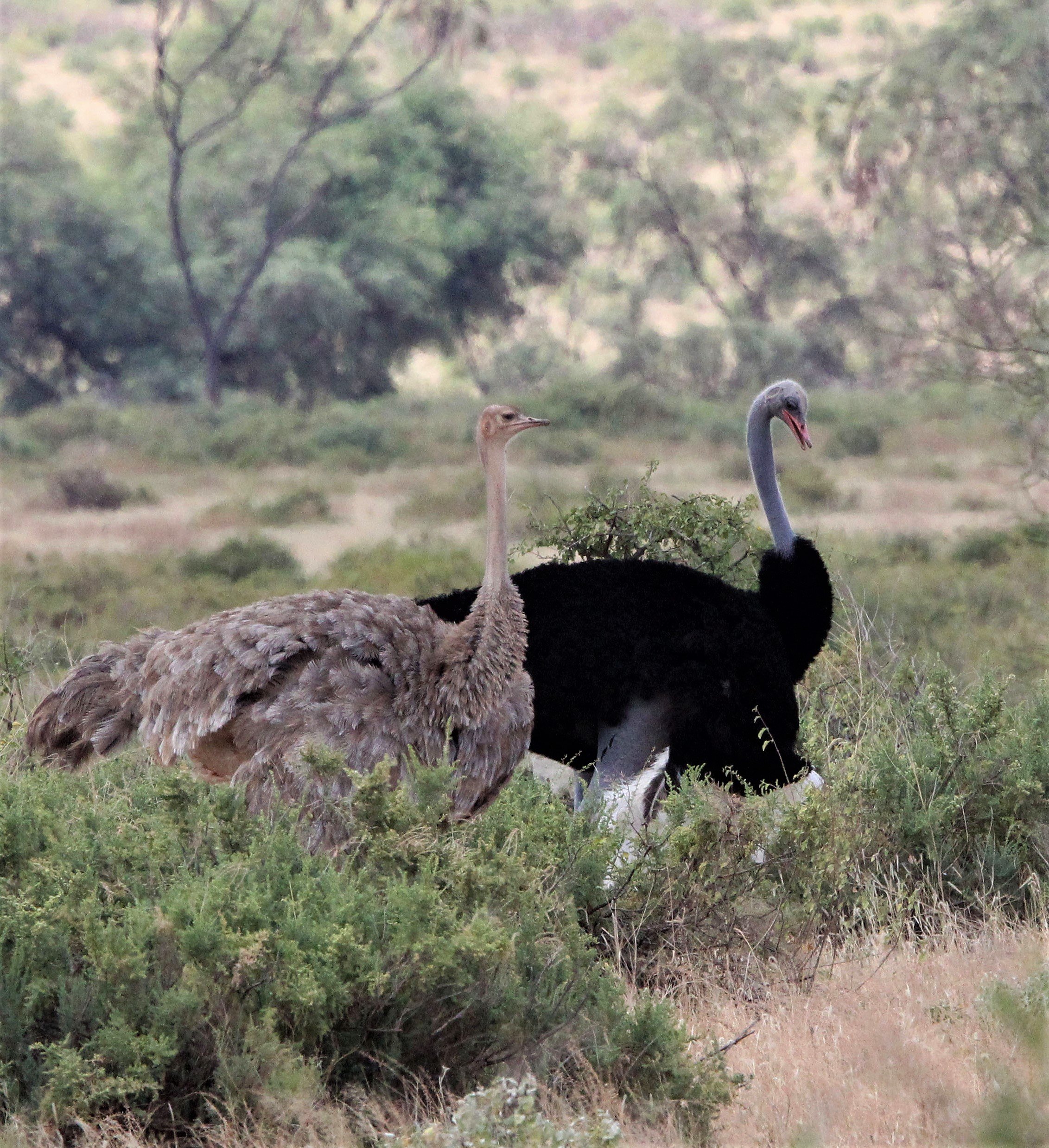 Struthio molybdophanes - SOMALI OSTRICH - SAMBURU NATIONAL RESERVE KENYA aa1.jpg