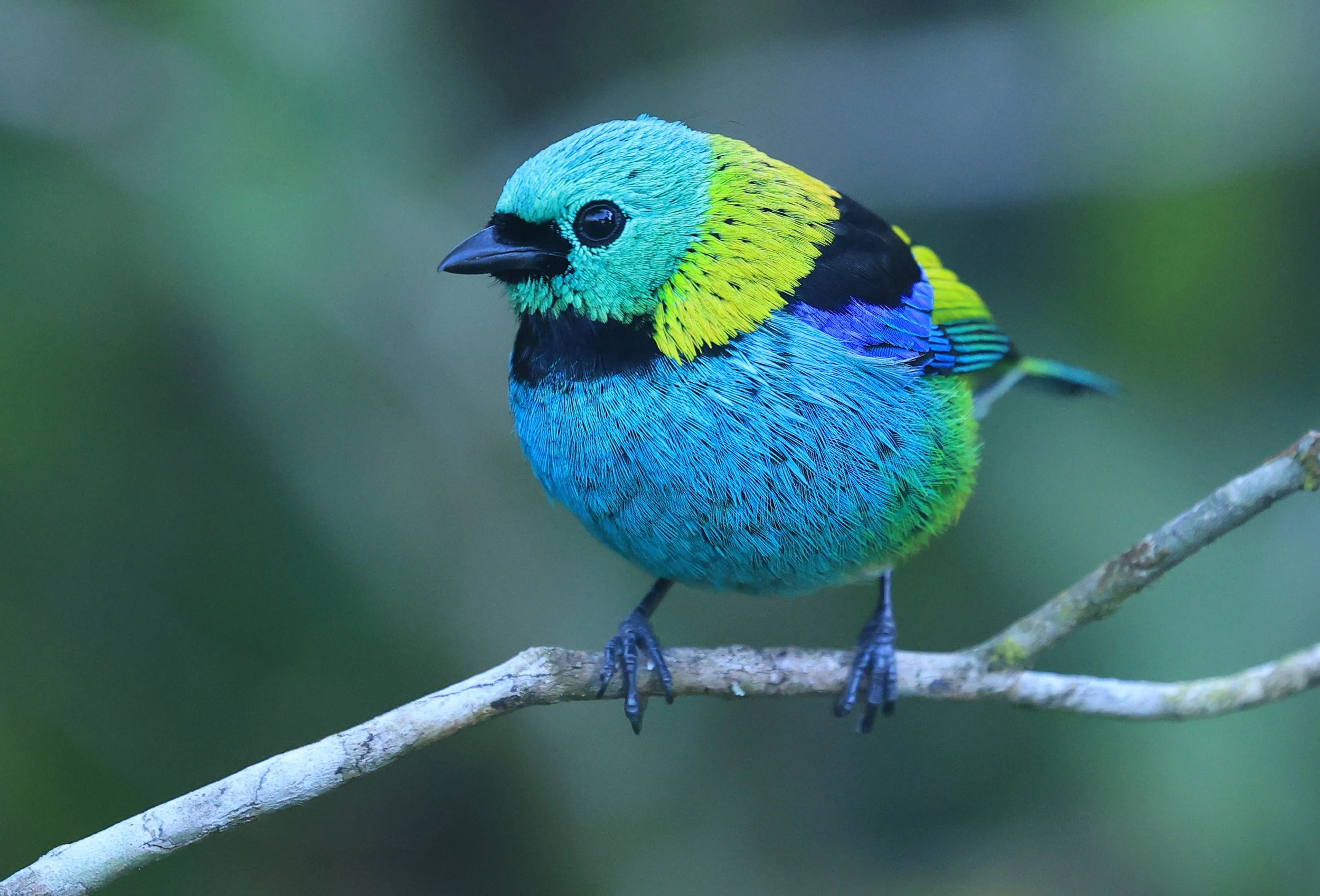 Green-headed Tanager (Tangara seledon)  Superagui National Park, Brazil (218).jpg