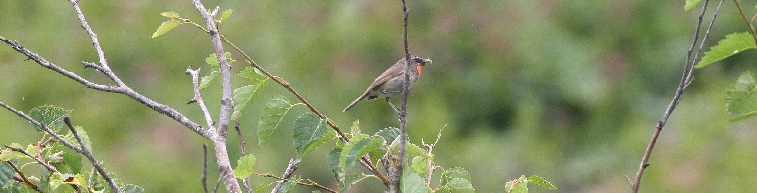 BIRD - SIBERIAN RUBYTHROAT - MONERONE ISLAND RUSSIA (7).jpg