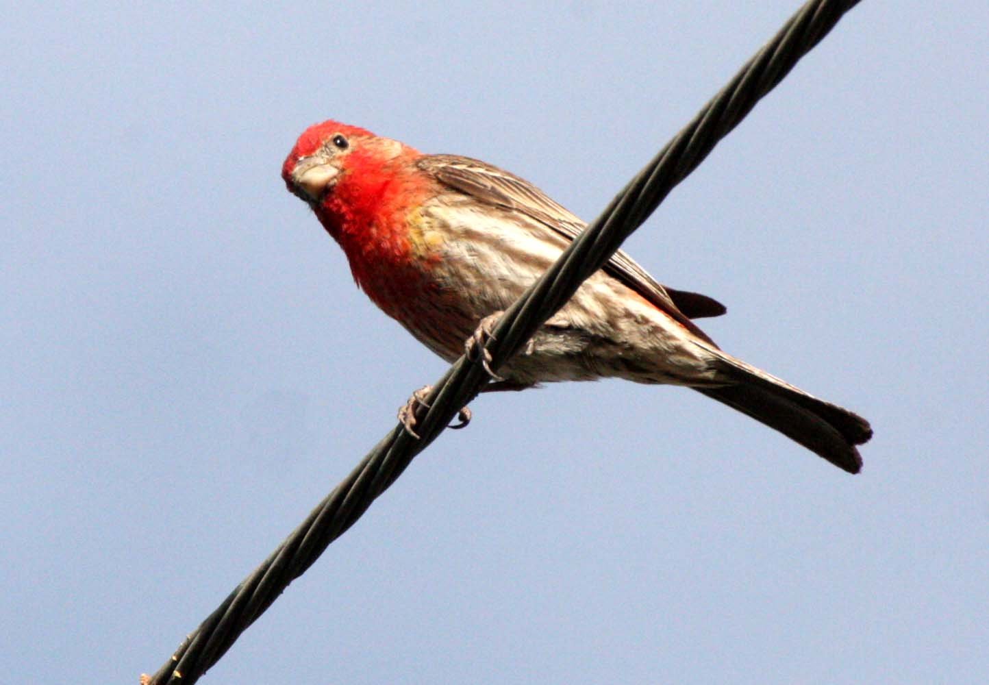 House Finch (Haemorhous mexicanus) Loreto Baja Mexico (4).JPG