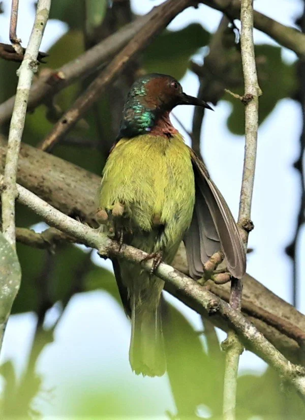 SUNBIRD - BROWN-THROATED SUNBIRD - Anthreptes malacensis - KRUNG CHING, KHAO LUANG NP NST, APRIL 2022 (13).jpg