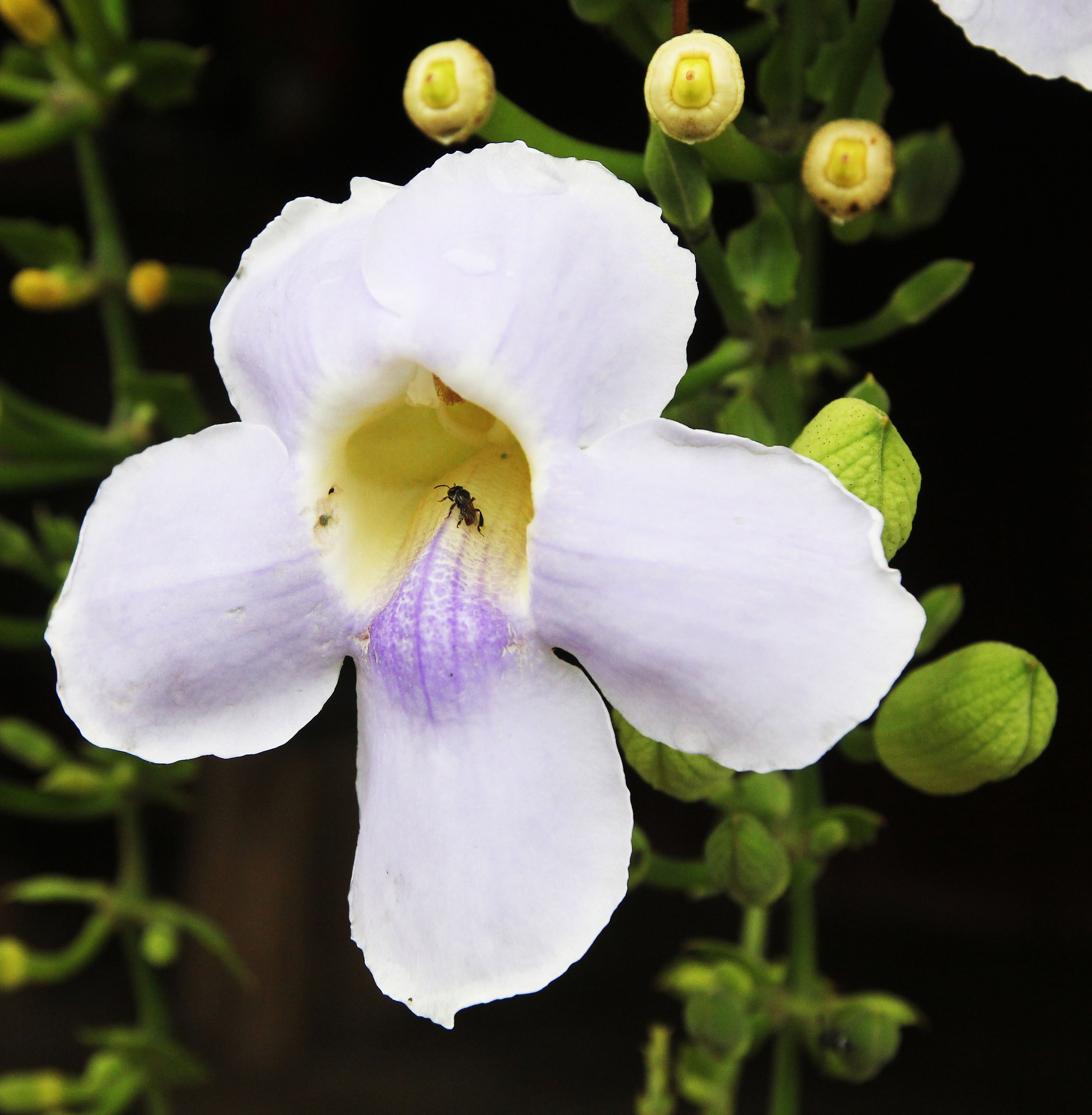 2015 Koh Lanta Summer Misc Images (161).JPG