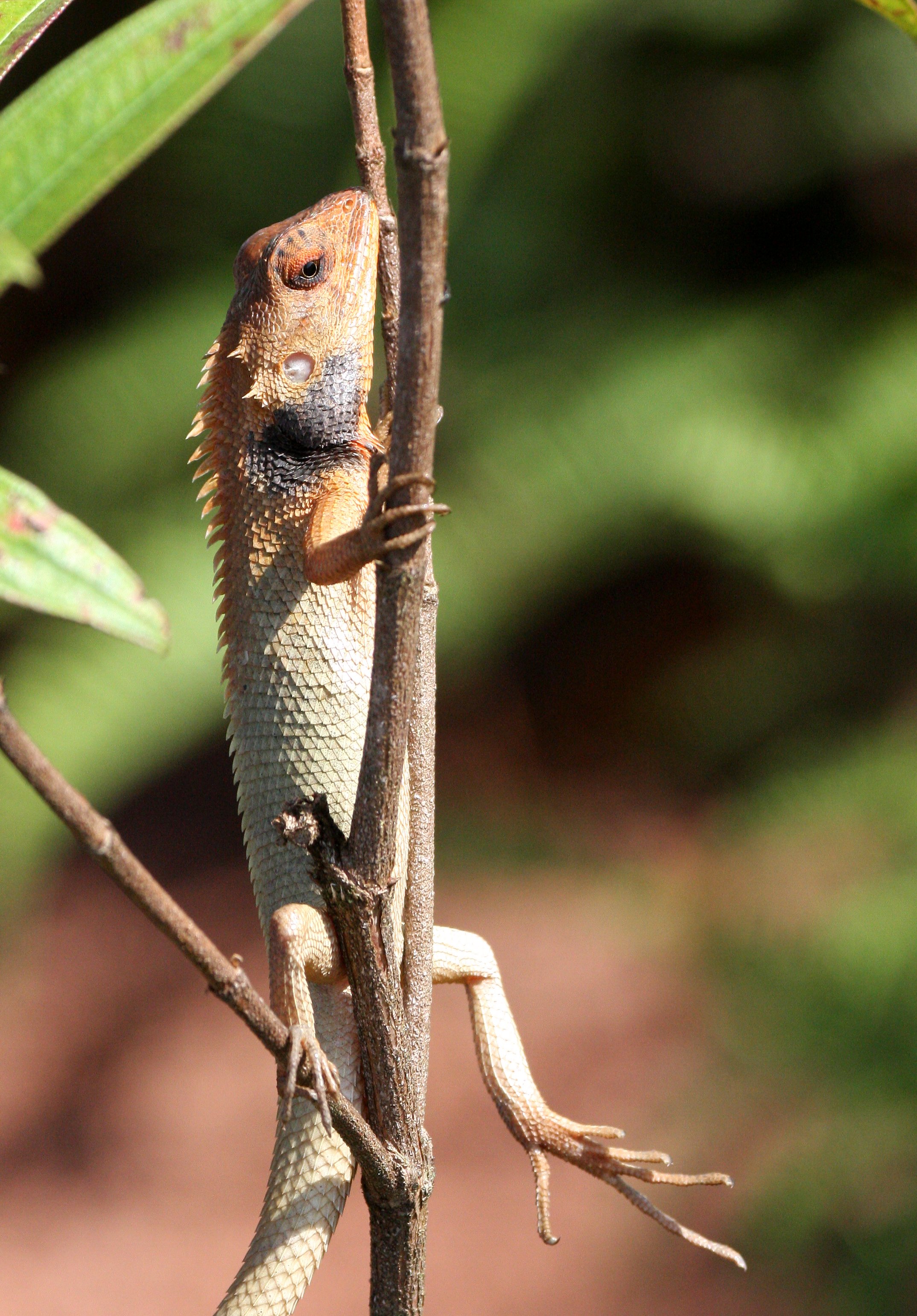 Calotes versicolor  - ORIENTAL GARDEN LIZARD - KRUNG CHIN THALE MOG VIEW POINT THAILAND (11).JPG