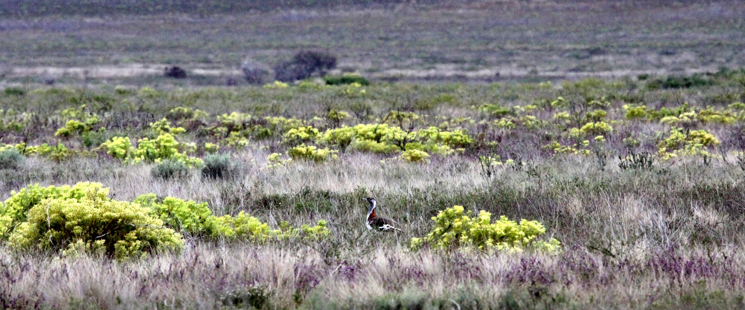 Ludwig's bustard (Neotis ludwigii) Bontebok NP, South Africa (1).JPG