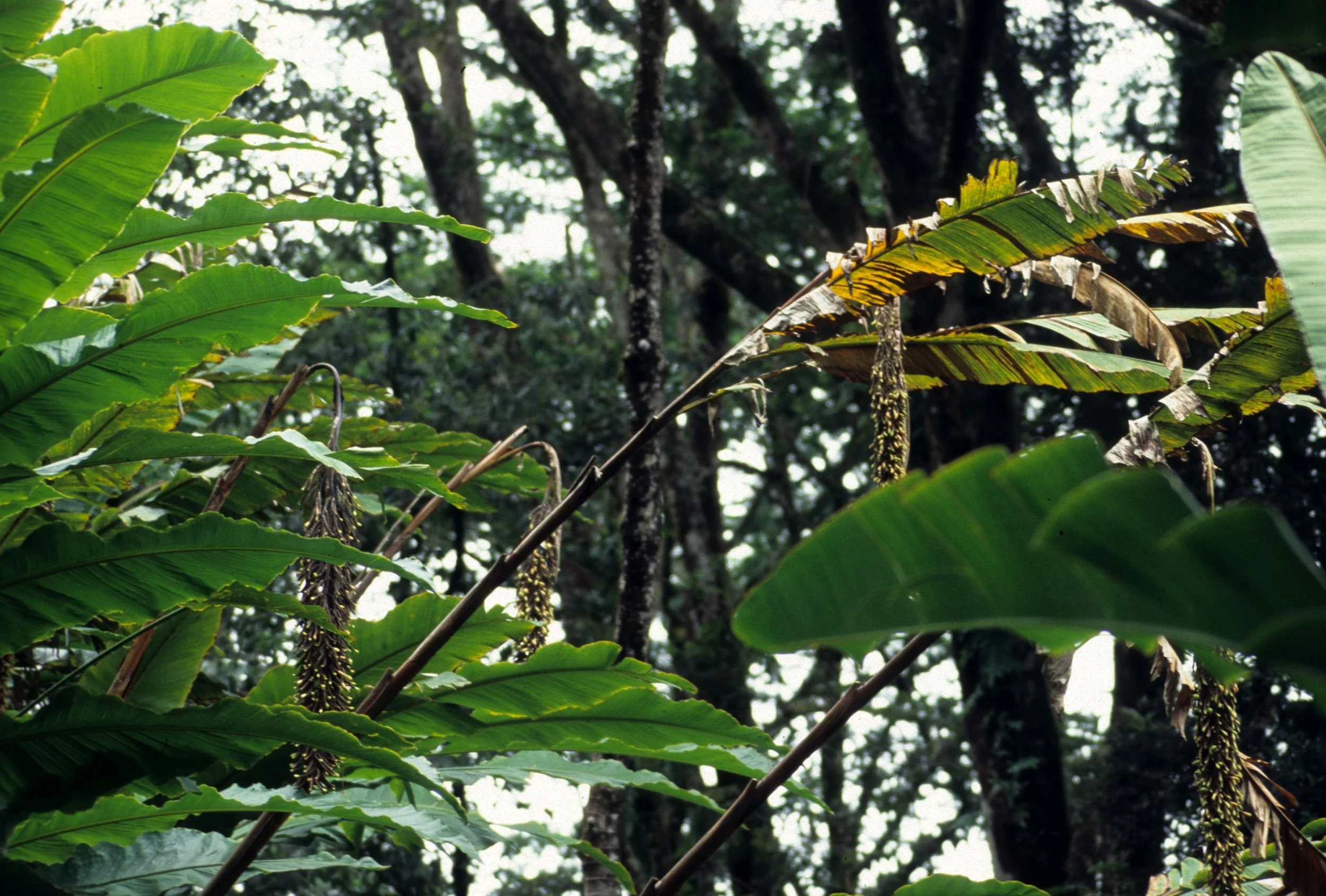 HAWAII - HAWAII - HELICONIA LIKE SPECIES.jpg