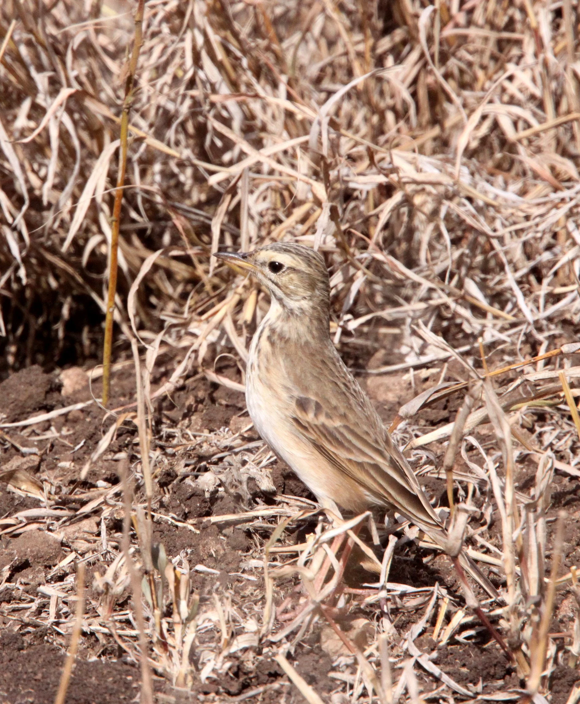 African Grassveld Pipit (Anthus cinnamomeus) Africa