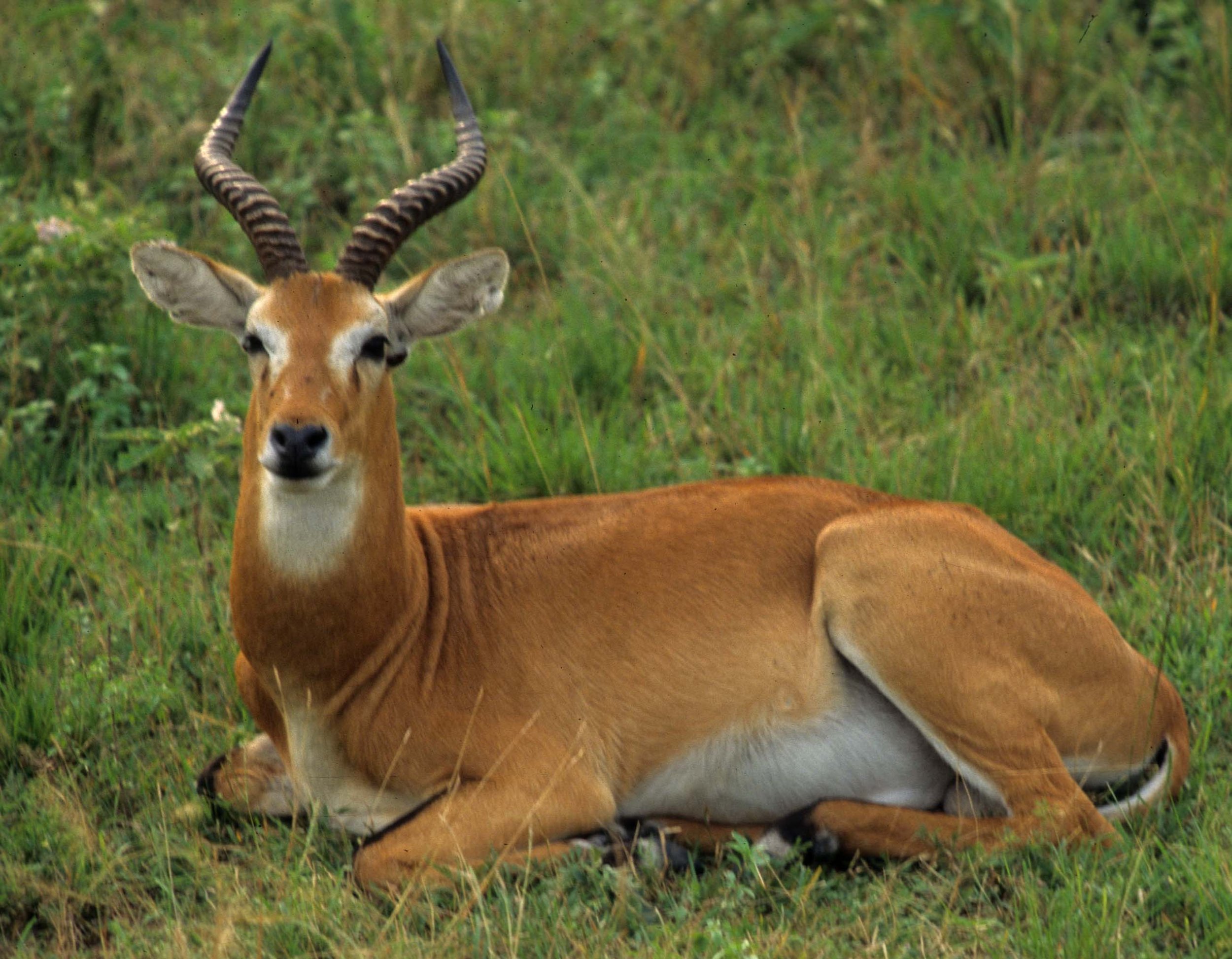 BOVID - UGANDA KOB - QE (6).jpg