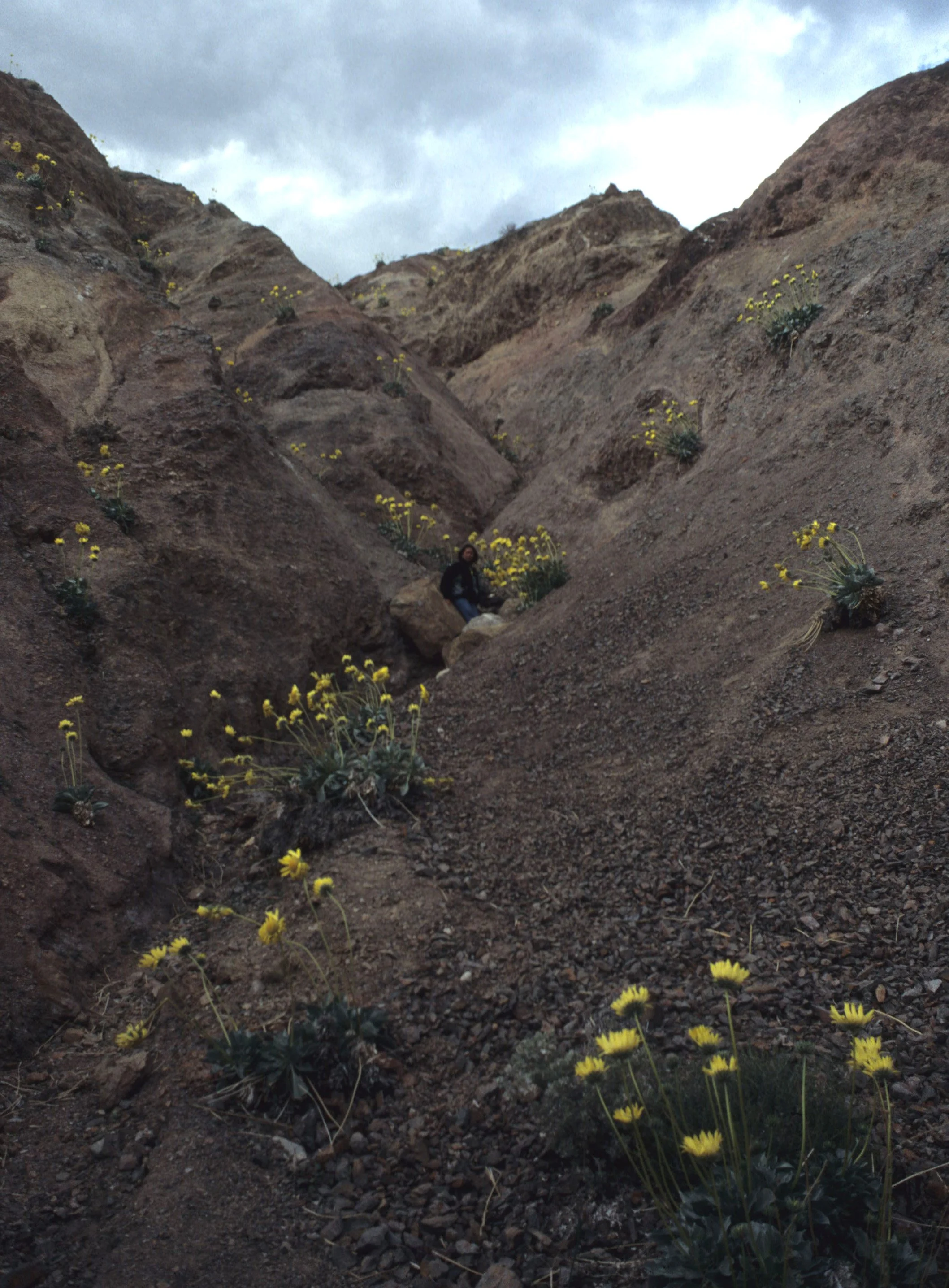 DEATH VALLEY - ENCELIOPSIS ARGOPHYLLA GRANDIFOLIA - PANAMINT DAISY.jpg