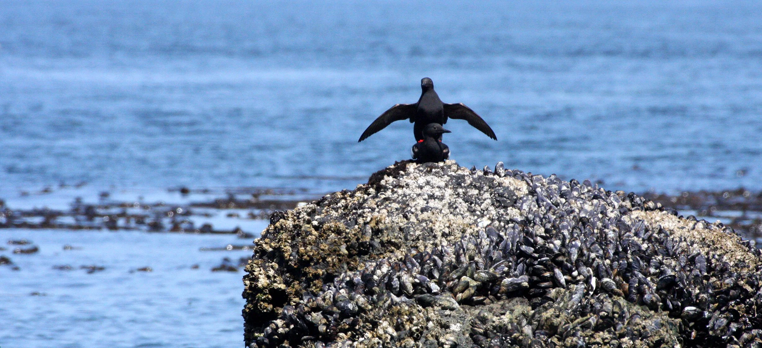 BIRD - GUILLEMOT - PIGEON GUILLEMOT - SALT CREEK WA (11).JPG