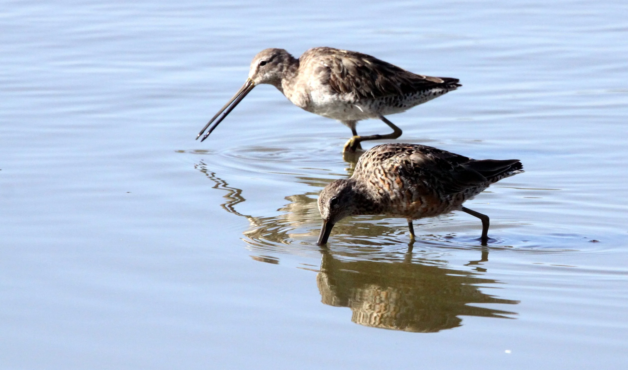 BIRD - DOWITCHER - LONG-BILLED DOWITCHER - SAN JOAQUIN WILDLIFE RESERVE IRVINE CALIFORNIA (3).JPG