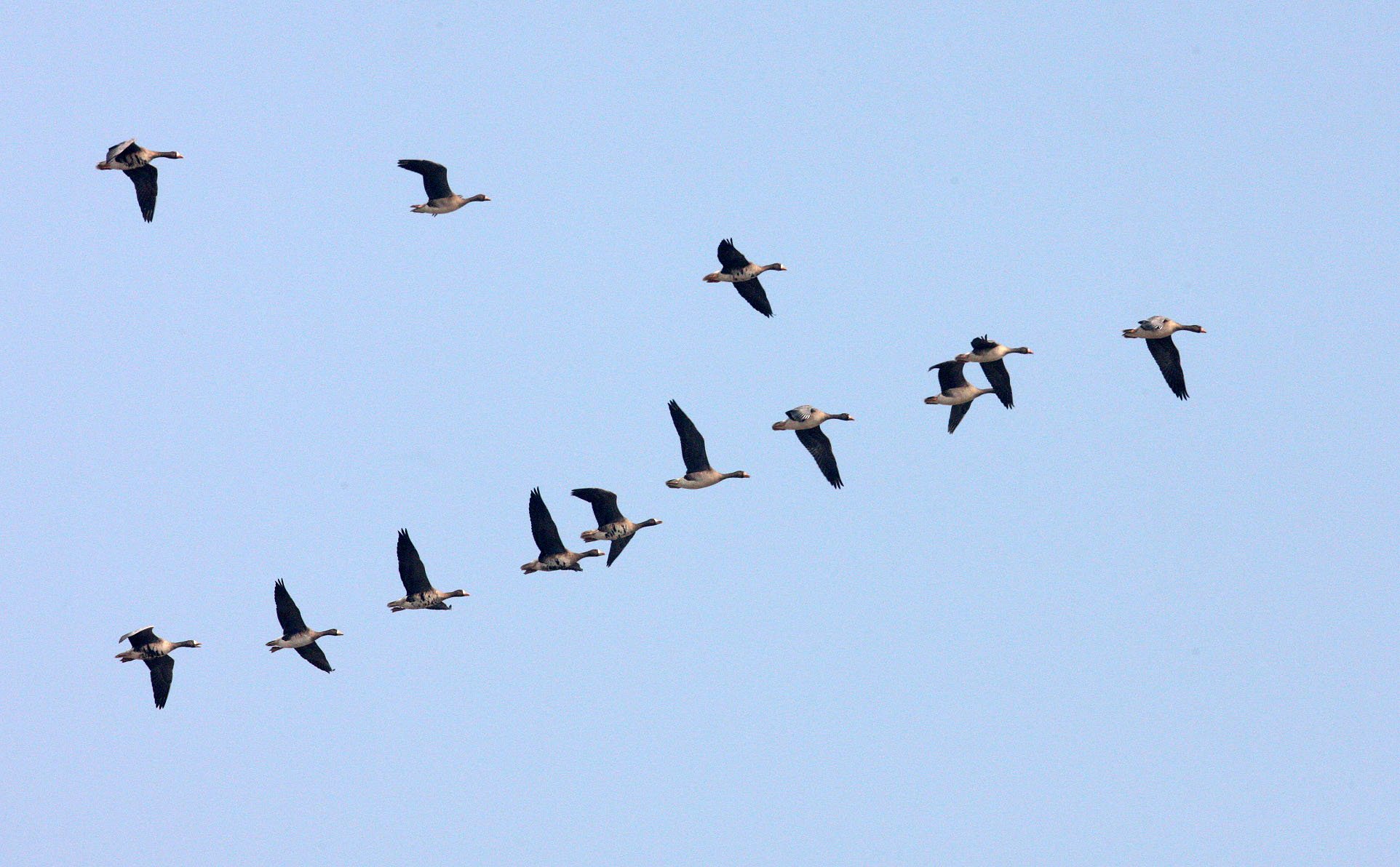 GOOSE - GREATER WHITE FRONTED - Anser albifrons - NANJI HILL RESERVE POYANG LAKE, JIANGXI PROVINCE, CHINA (22).JPG