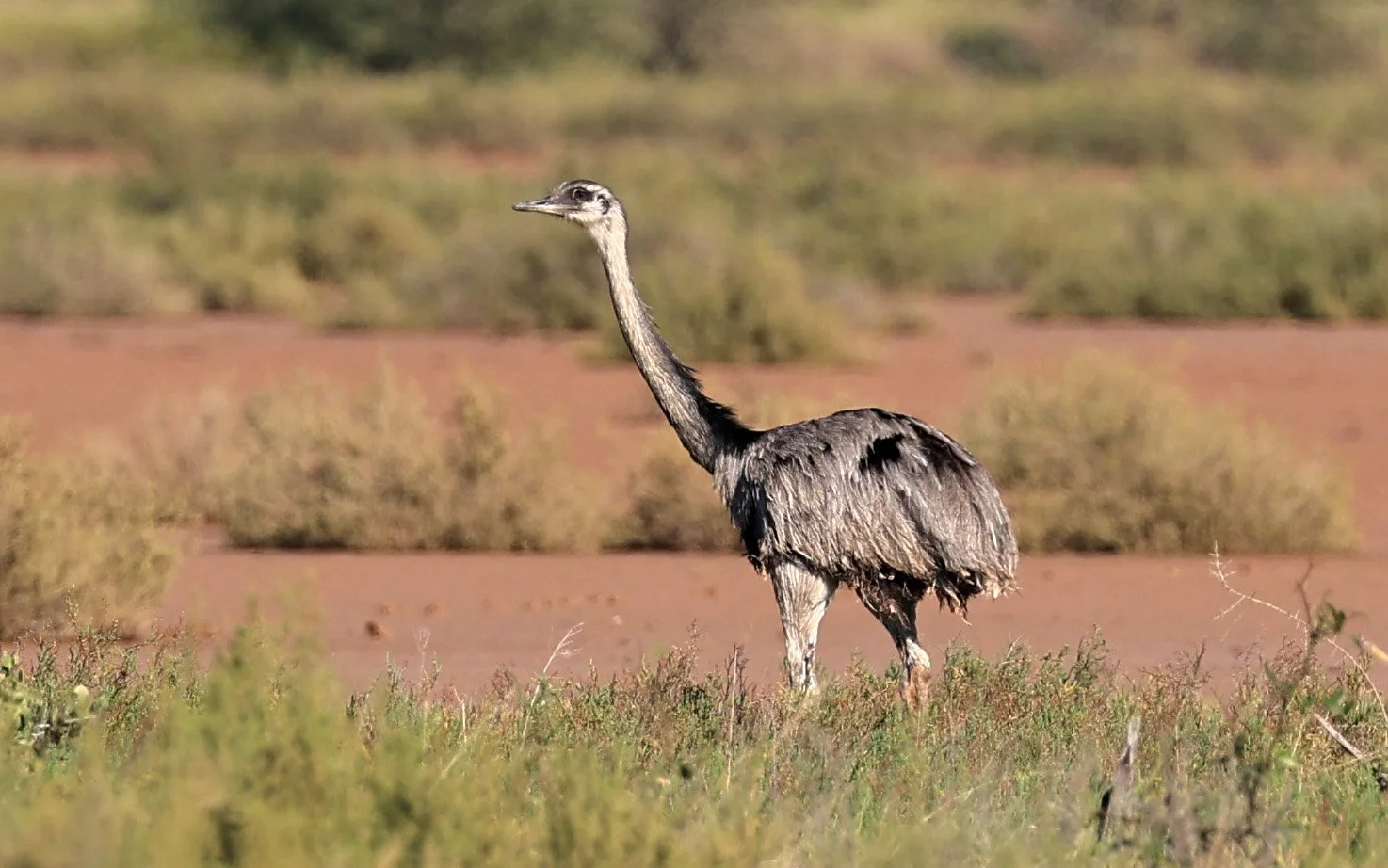 Greater Rhea (Rhea americana) Chaco Lodge & Laguna Salada 