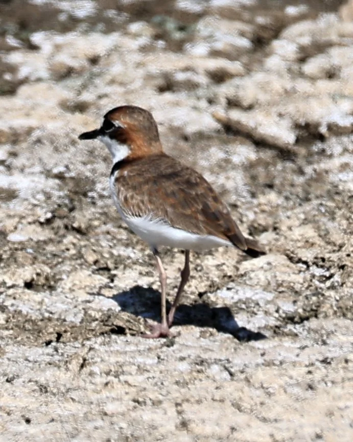 Collared Plover (Anarhynchus collaris) Chaco Lodge & Laguna Salada Paraguay (9).jpg