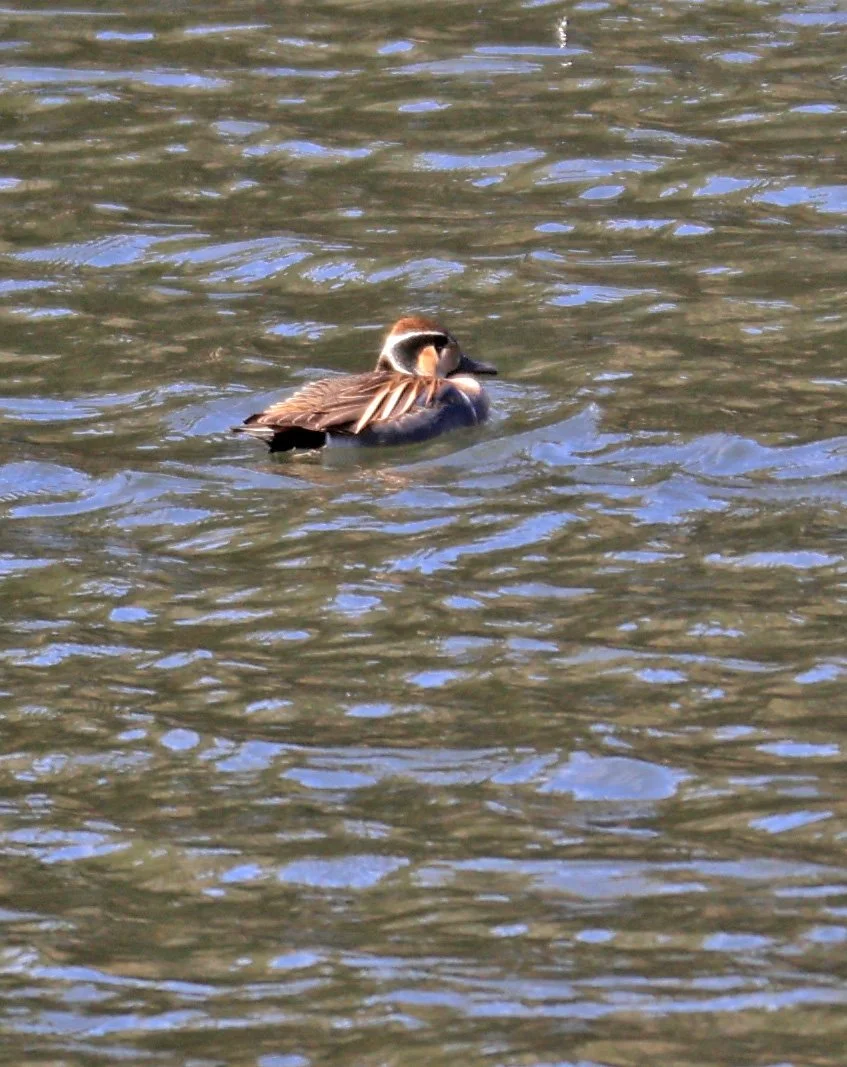 Baikal teal (Sibirionetta formosa) Takagawa Dam Lake, Kagoshima Japan (78).jpg