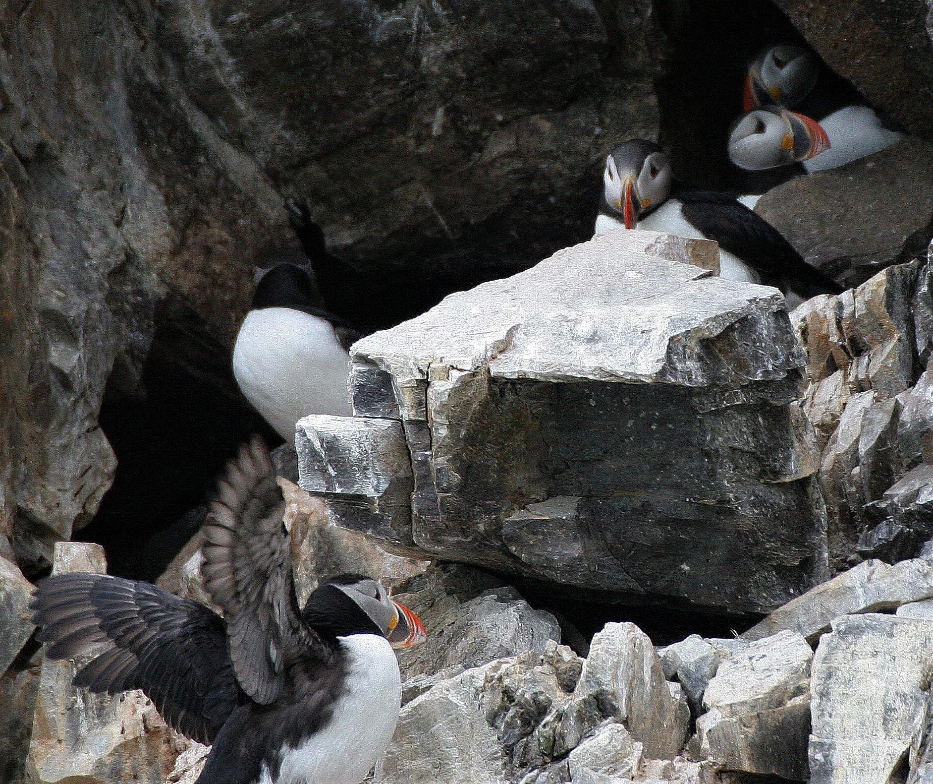 Fratercula arctica - ATLANTIC PUFFIN - SVALBARD aa (6).jpg