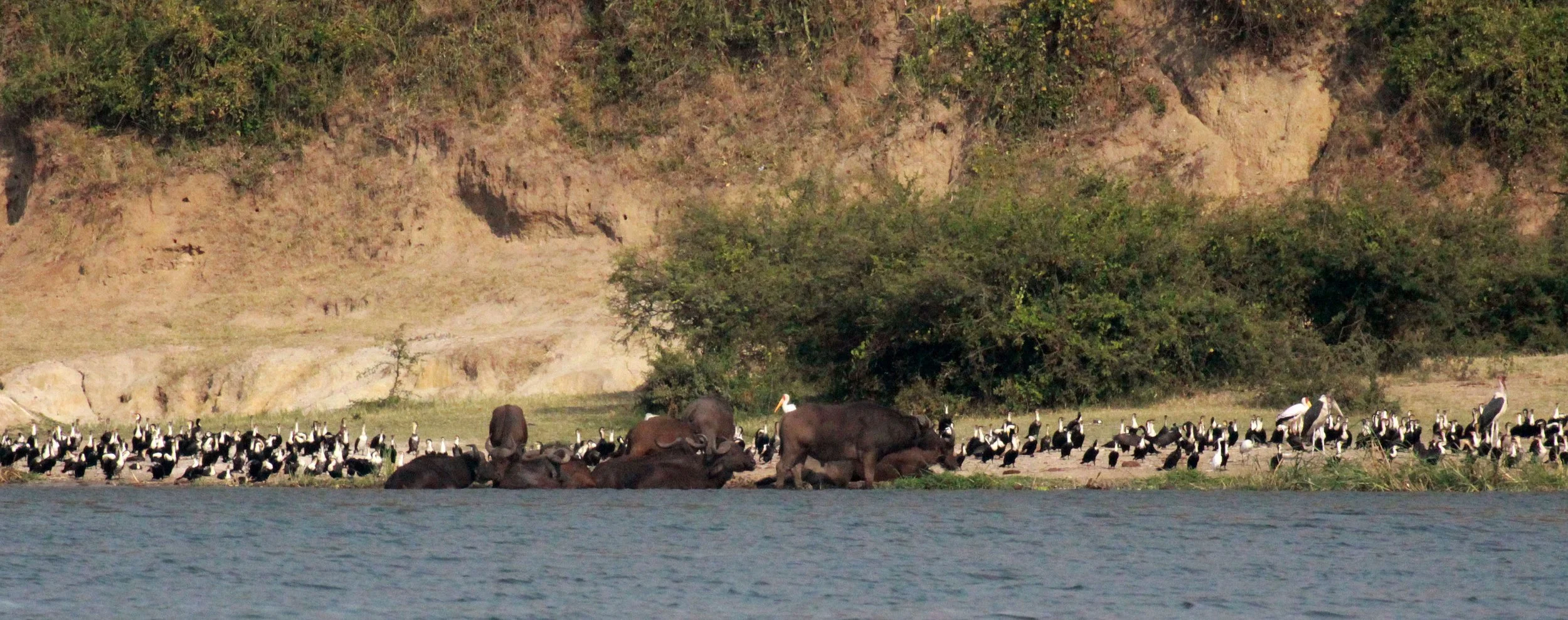 QUEEN ELIZABETH NATIONAL PARK UGANDA (13).JPG