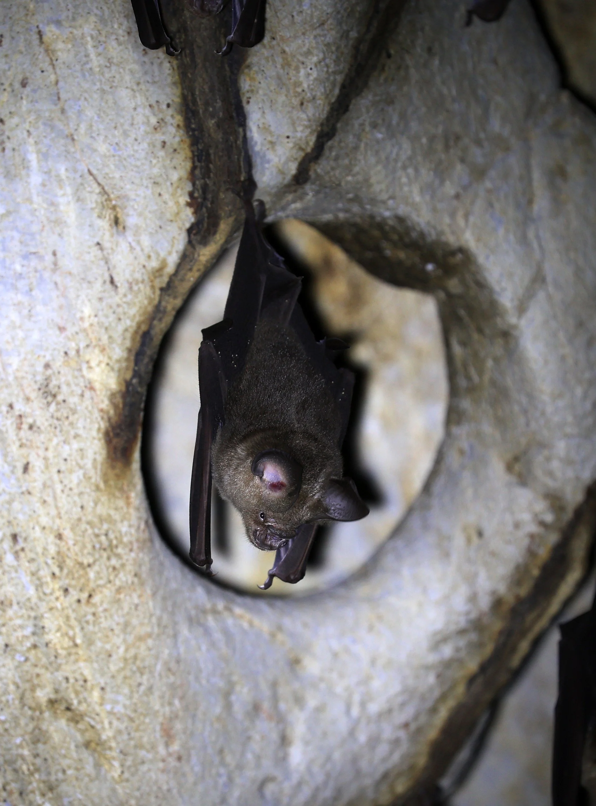Horsfield’s Leaf-nosed Bat (Hipposideros.larvatus) Wat Tham Sila Thong Temple Pak Chong Thailand near Khao Yai (109).jpg