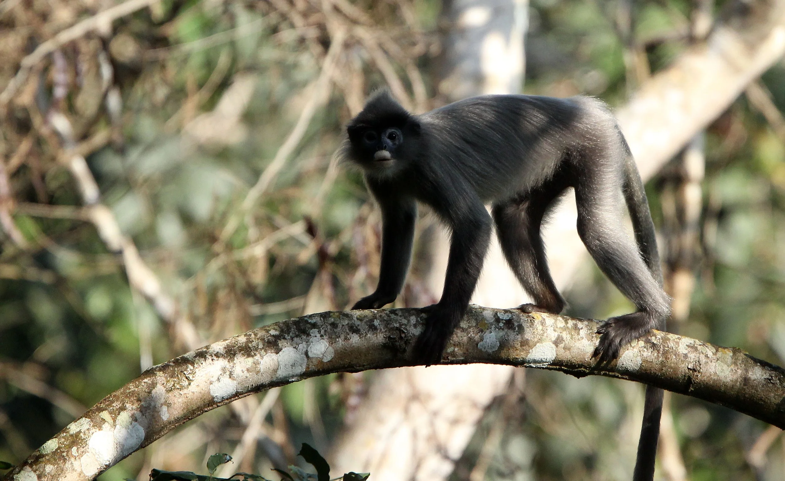 CERCOPITHECIDAE - Trachypithecus crepusculus - INDOCHINESE GRAY LANGUR - HUAI KHA KHAENG NATURE RESERVE - KAPOK KAPIEN STATION & MINERAL LICK - THAILAND (7).JPG