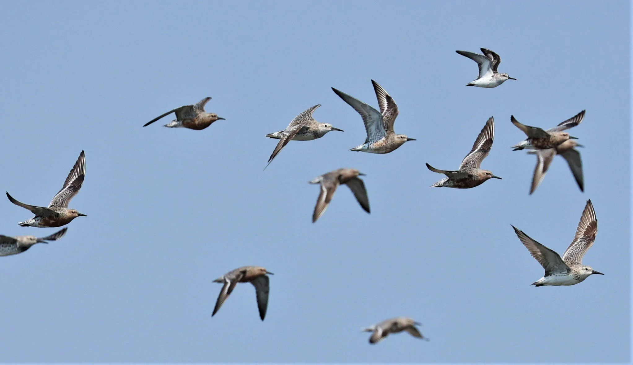 KNOT - RED KNOT - Calidris canutus - WITH GREAT KNOTS -  PAK THALE SALT PONDS MARCH 2022 (5).jpg