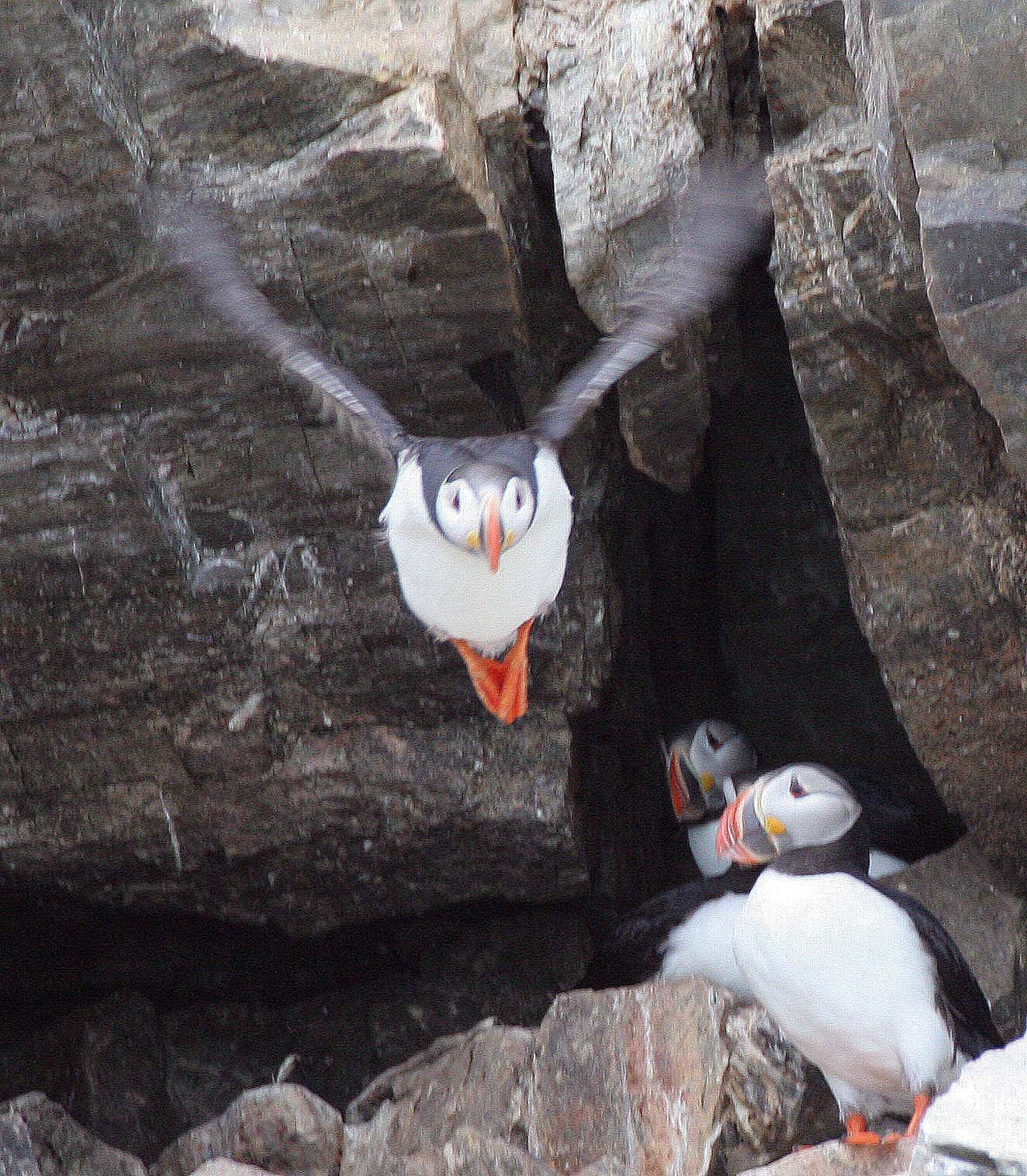 Fratercula arctica - ATLANTIC PUFFIN - SVALBARD (50).jpg