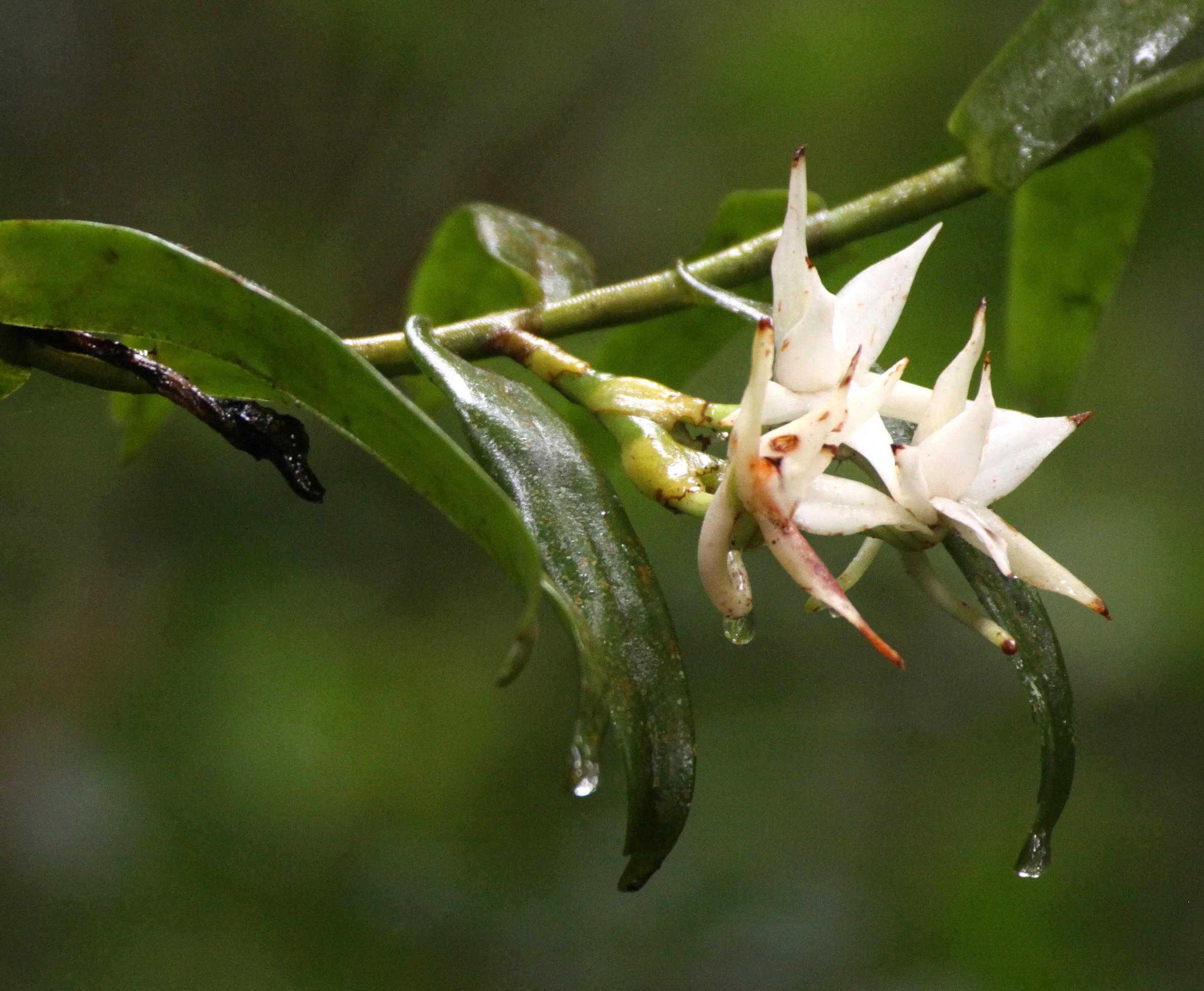 PLANT - ORCHID SPECIES - ANDISABE NATIONAL PARK MADAGASCAR (3).JPG