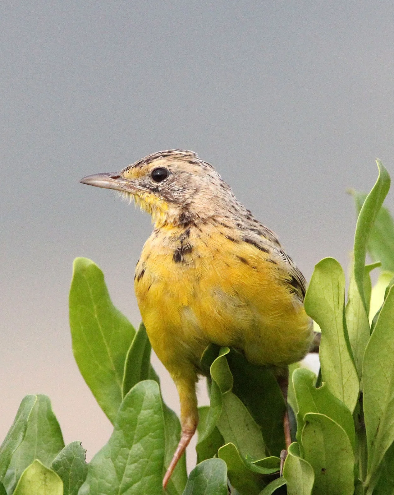 Yellow-throated Longclaw (Macronyx croceus) MASAI MARA NATIONAL PARK KENYA (3).JPG