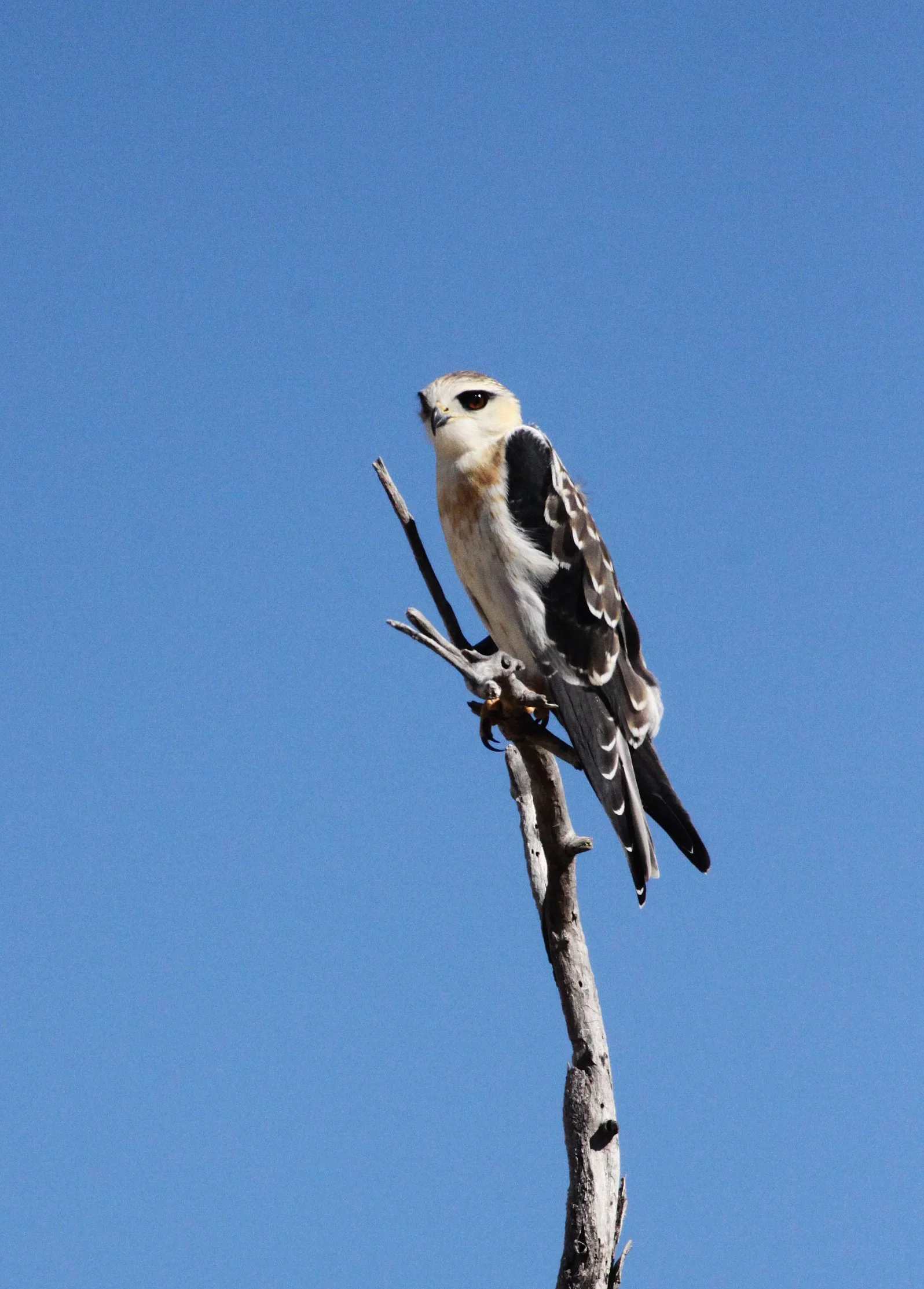 Elanus caeruleus caeruleus - BLACK-SHOULDERED KITE - ETOSHA NATIONAL PARK NAMIBIA (3).JPG