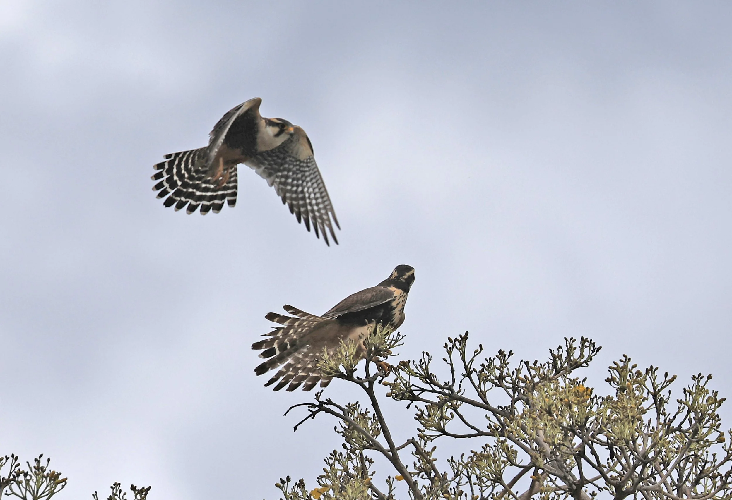 Aplomado Falcon (Falco femoralis) Estancia Campo'i Paraguay (135).jpg